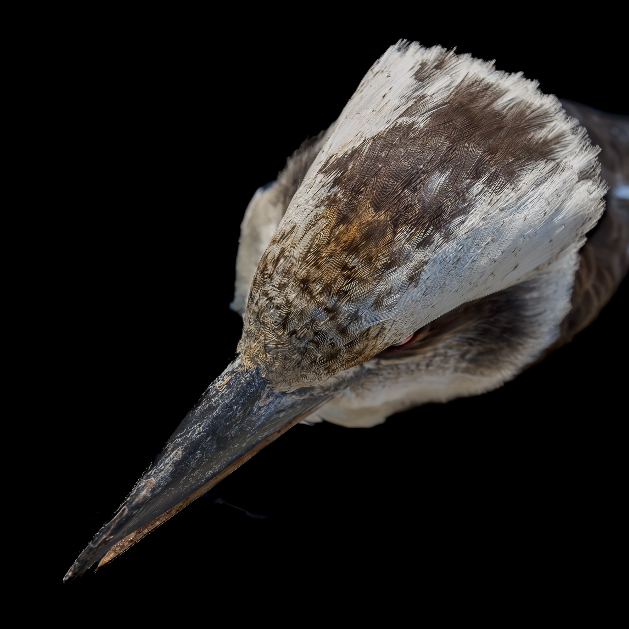 Laughing Kookaburra : Dacelo novaeguineae