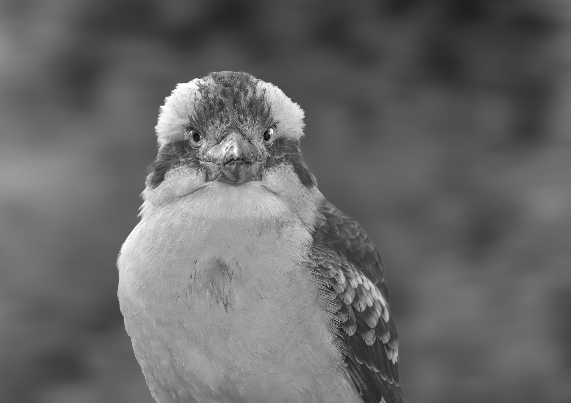 Laughing Kookaburra