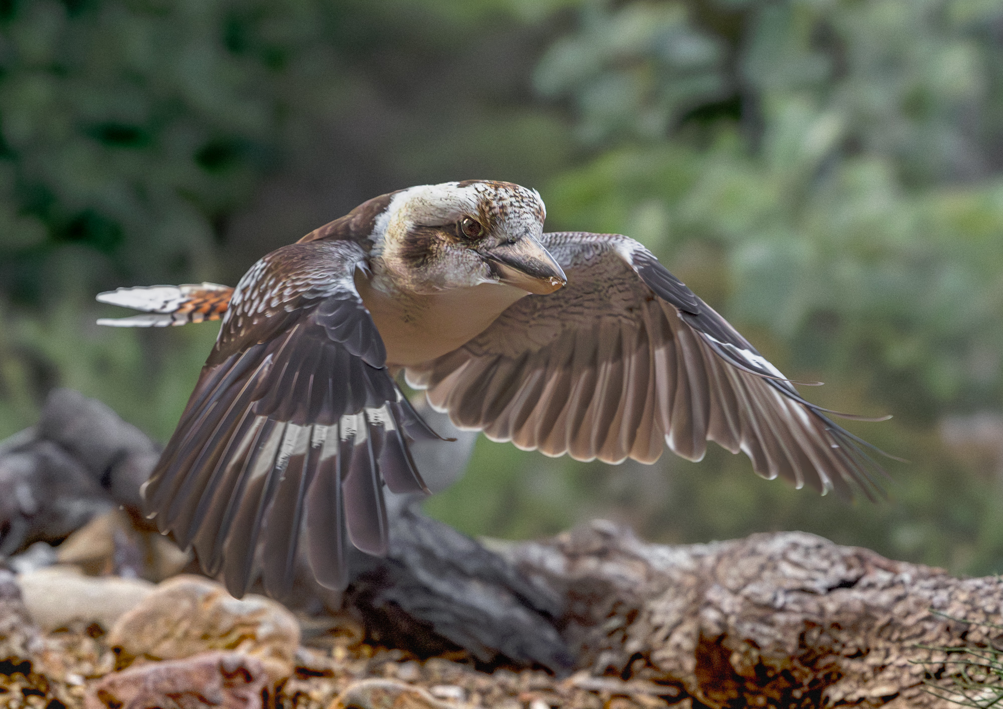 Laughing Kookaburra