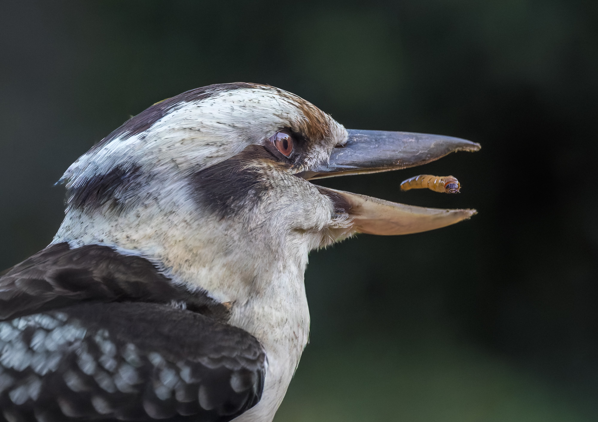 Laughing Kookaburra.jpg