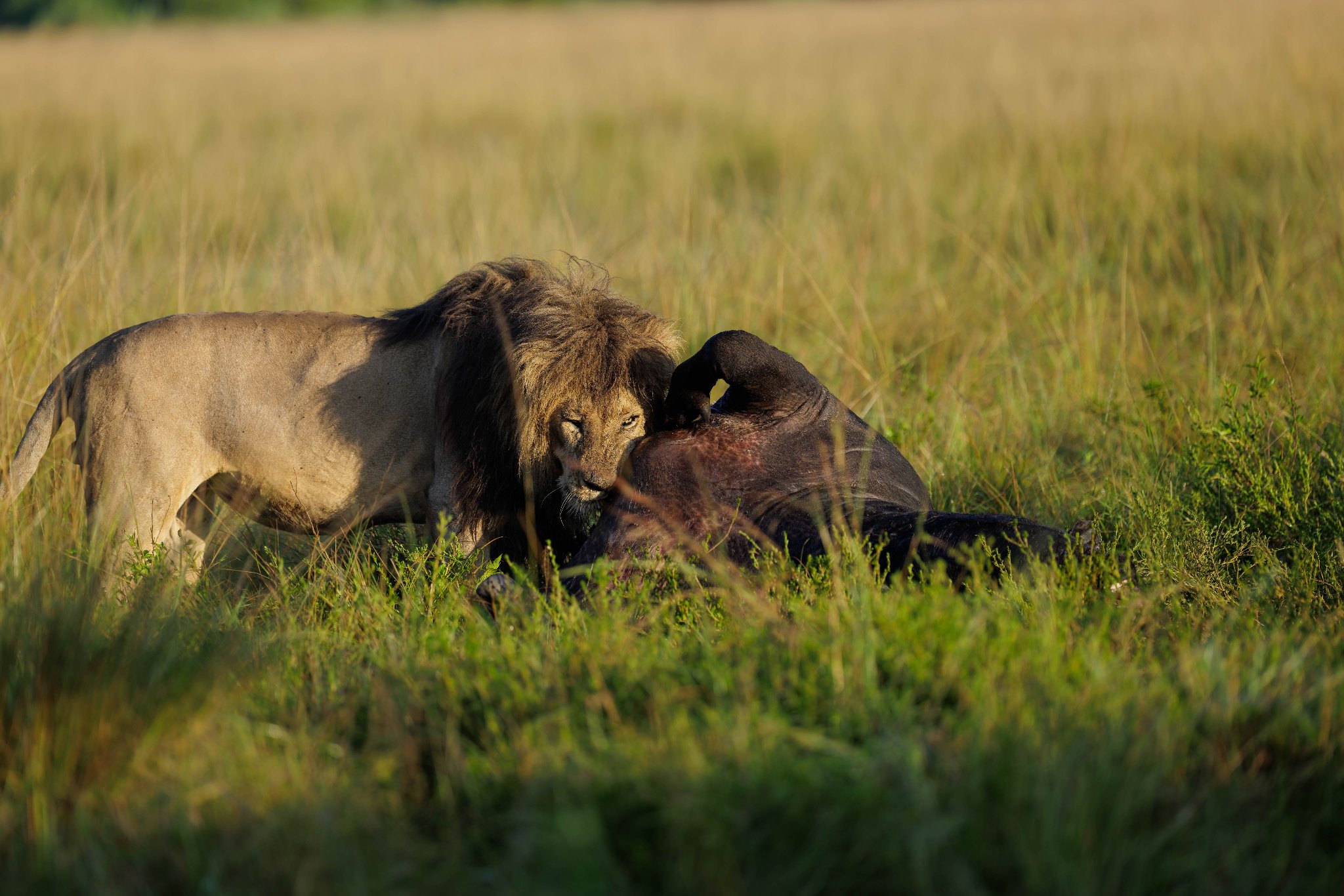 Lion feast.jpg