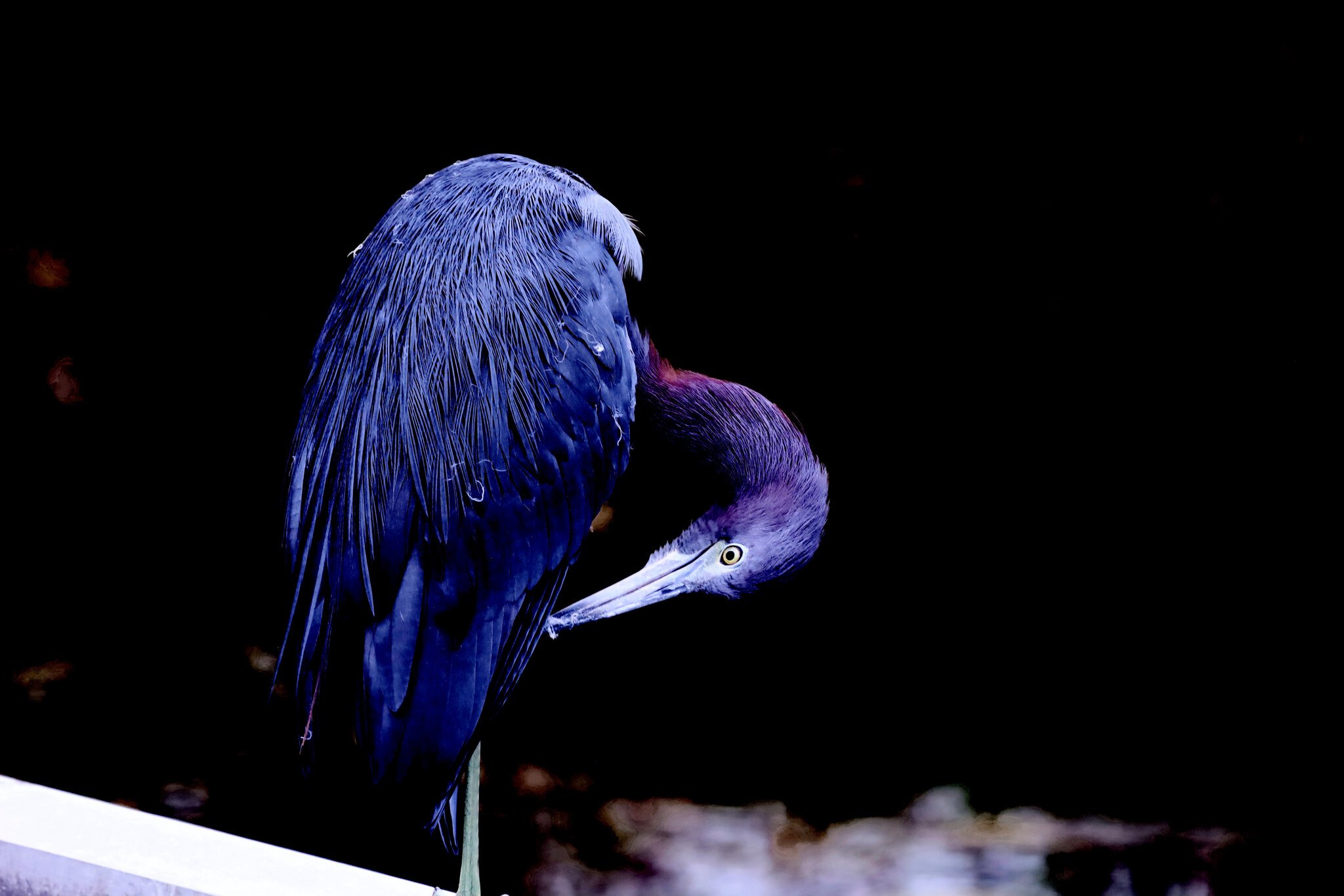 Little Blue Heron Preening.jpeg