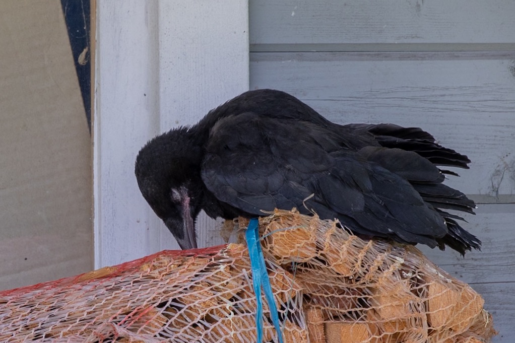 Little Crow is tired.JPG