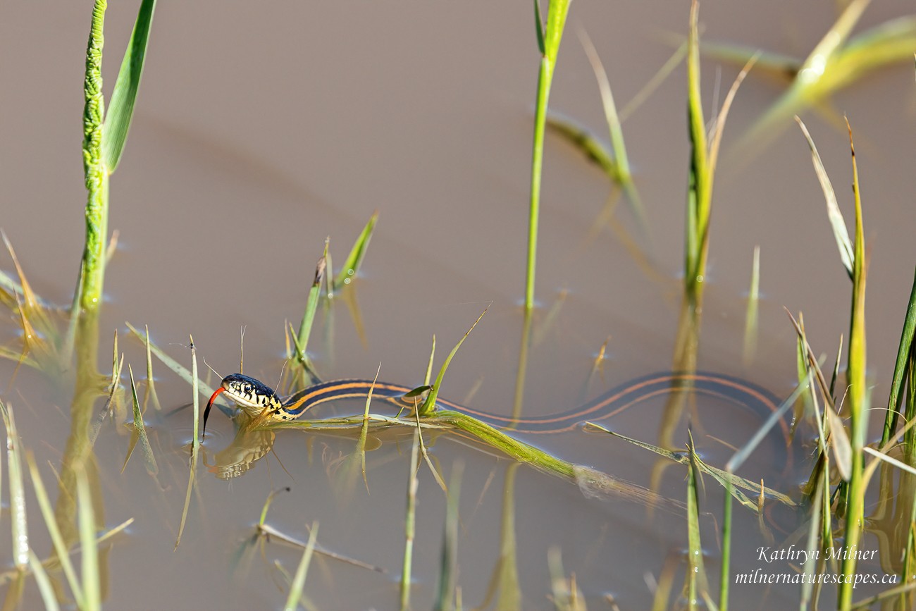 little Garter Snake 2.jpg