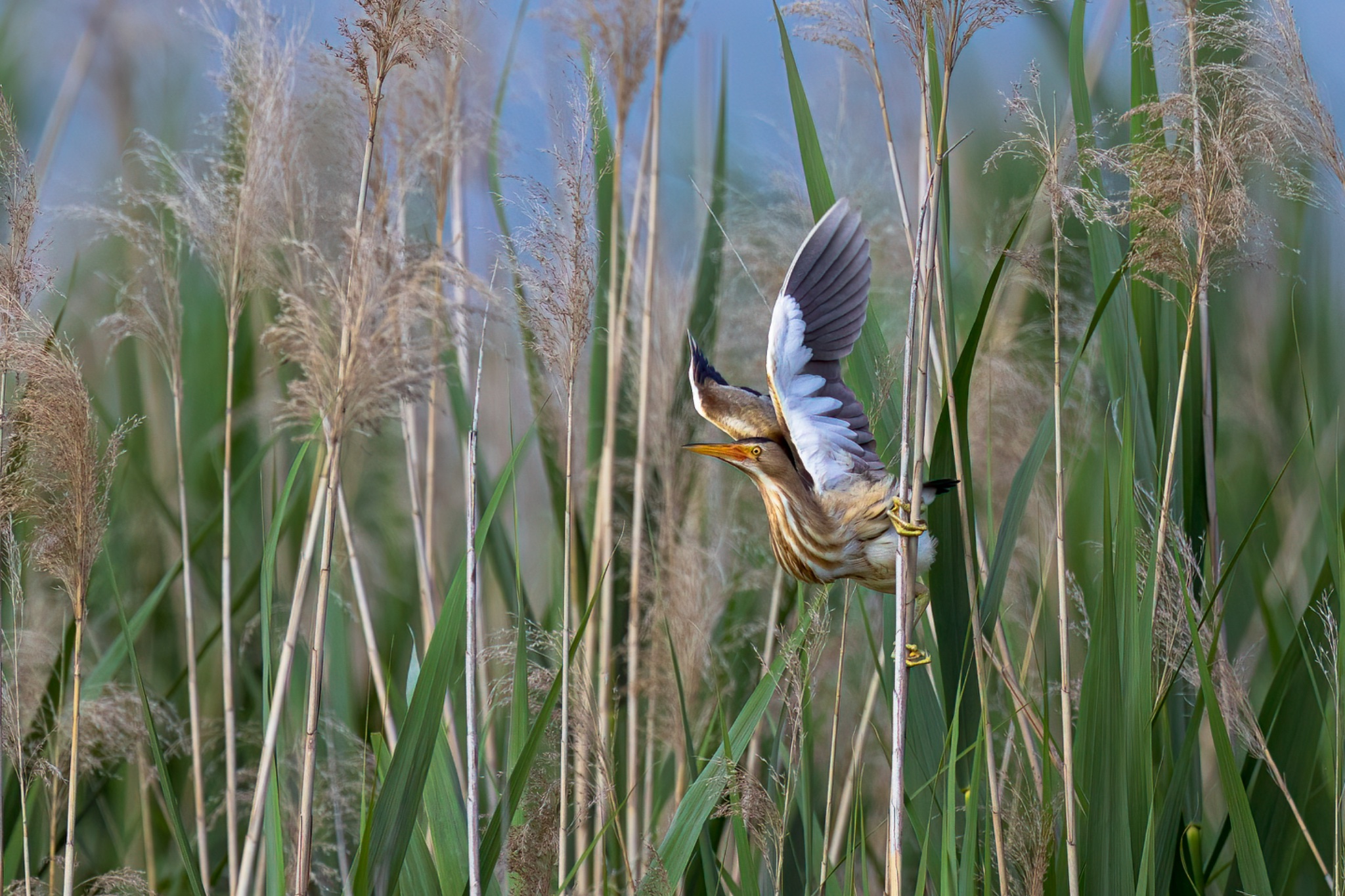 littlebittern_6.jpg