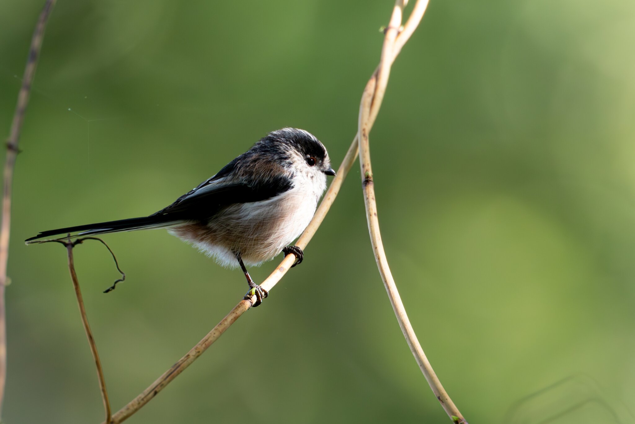 Long Tailed Tit.jpg