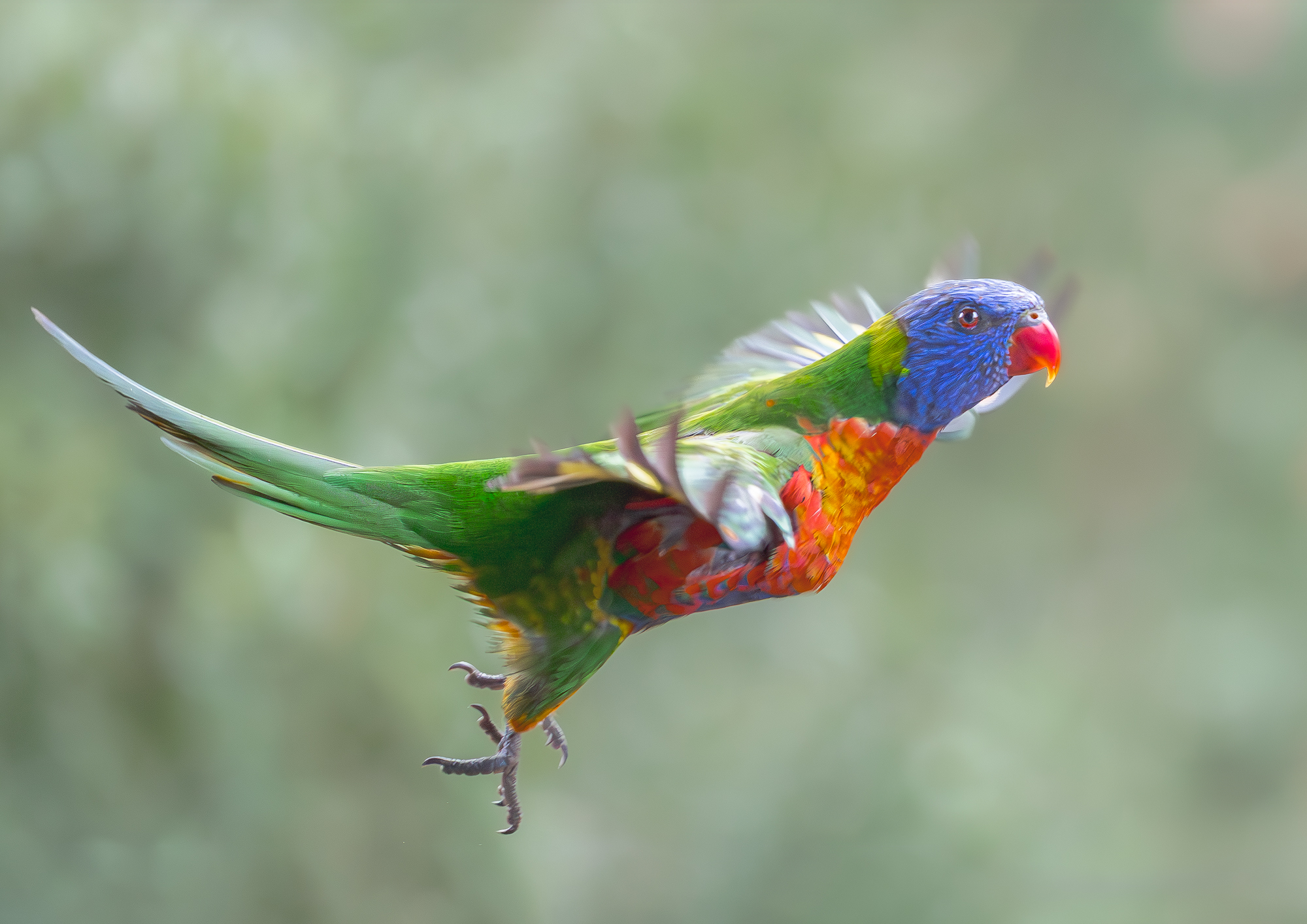 Rainbow Lorikeet