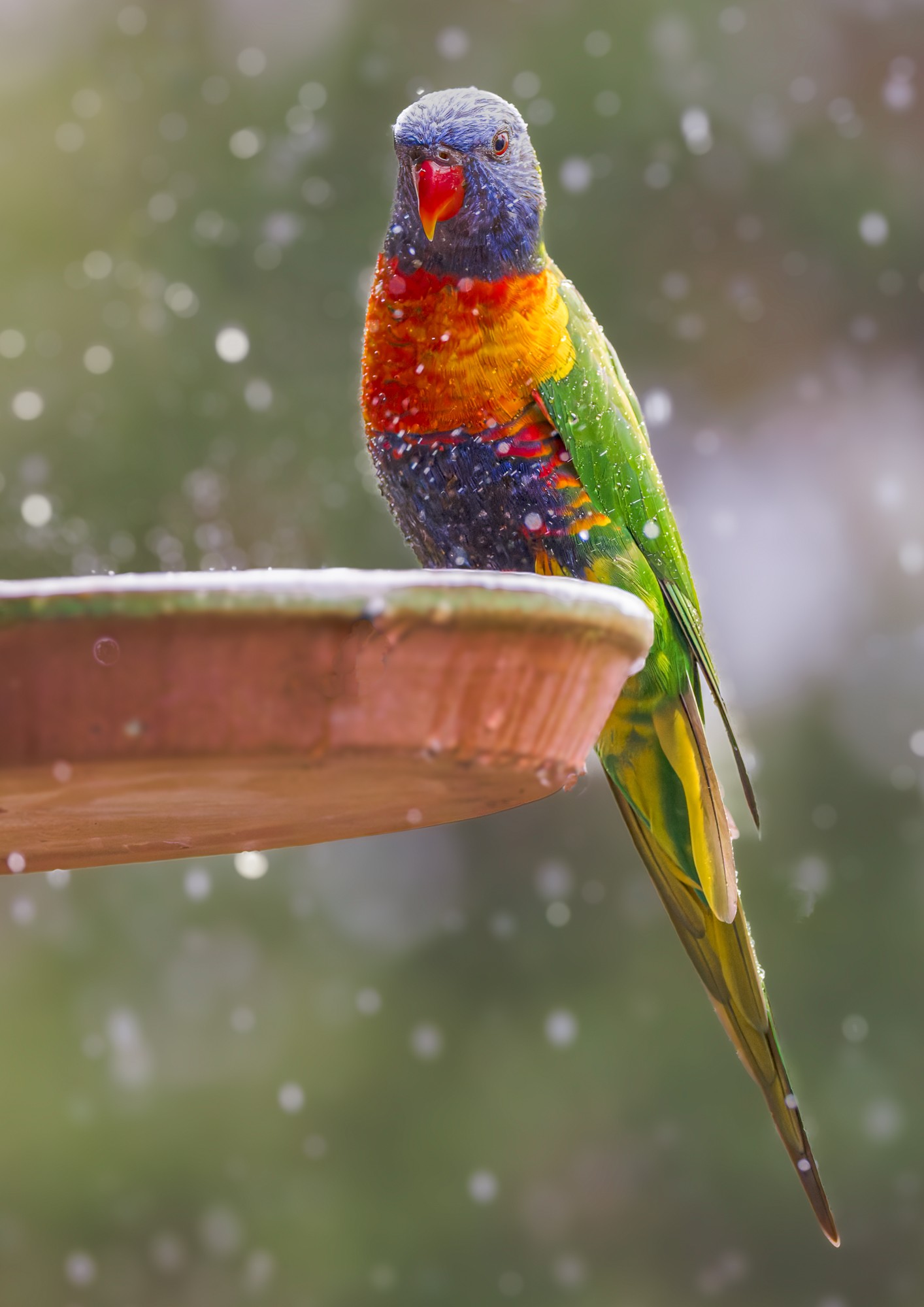 Rainbow Lorikeet