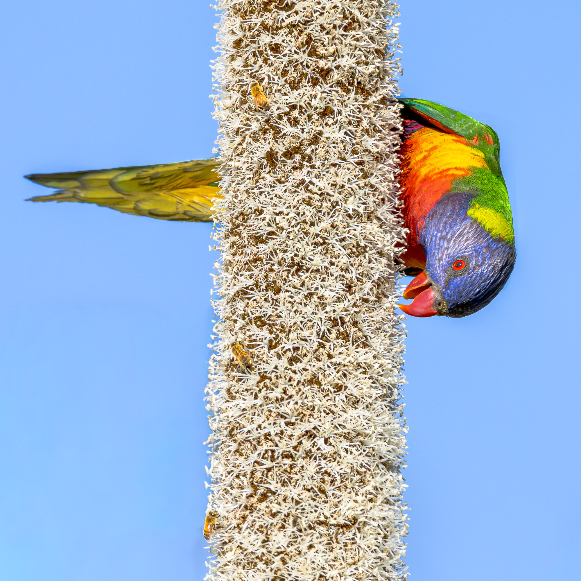 Rainbow Lorikeet & Xanthorrhoea flower spike