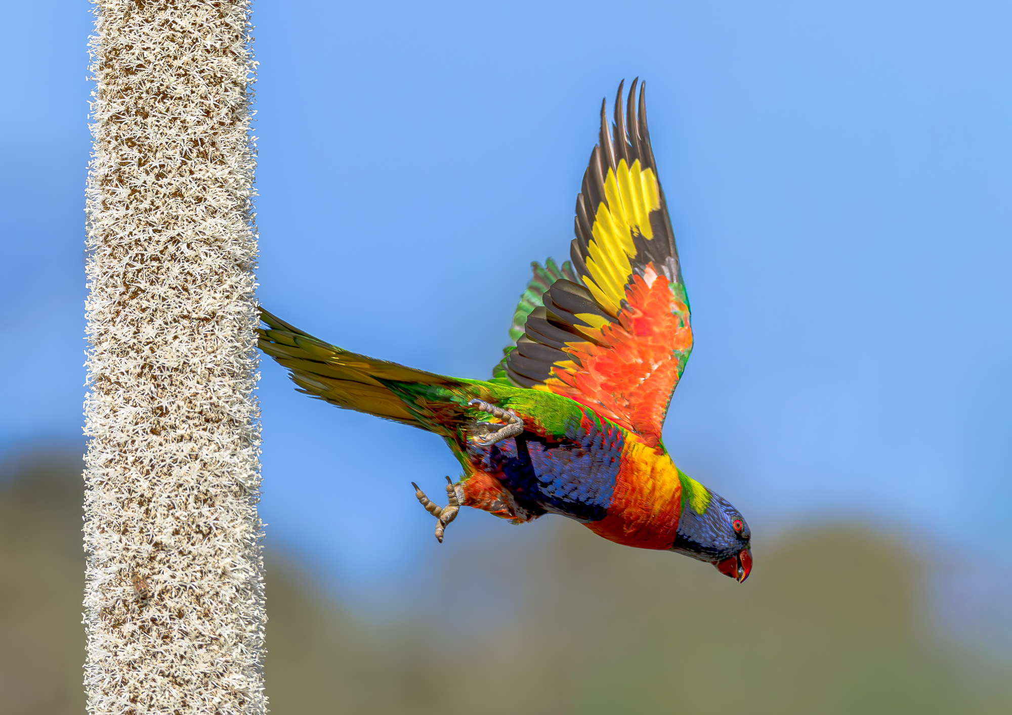 Rainbow Lorikeet takes flight