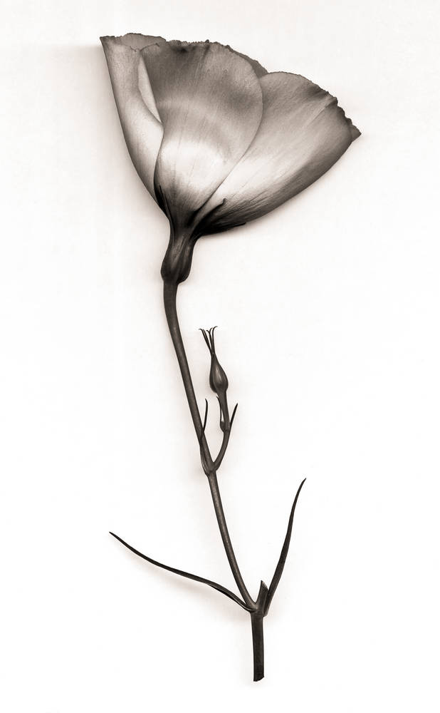 lysianthus.jpg