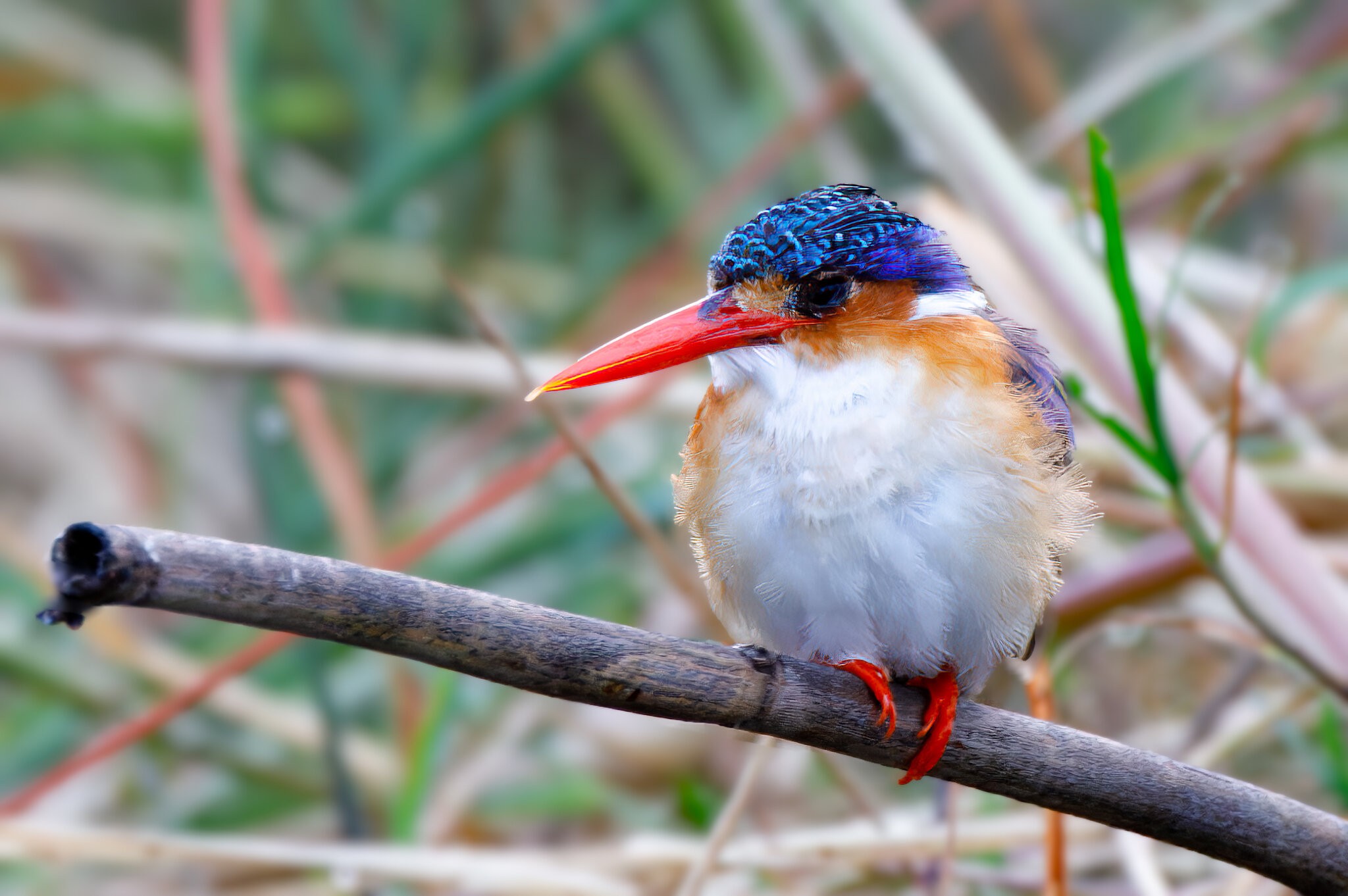 Malachite Kingfisher (1 of 1).jpg