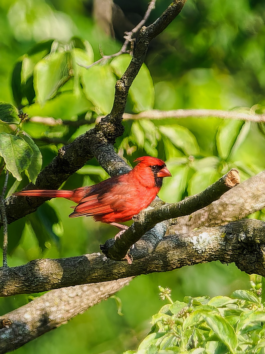 Male Cardinal in tree.jpg