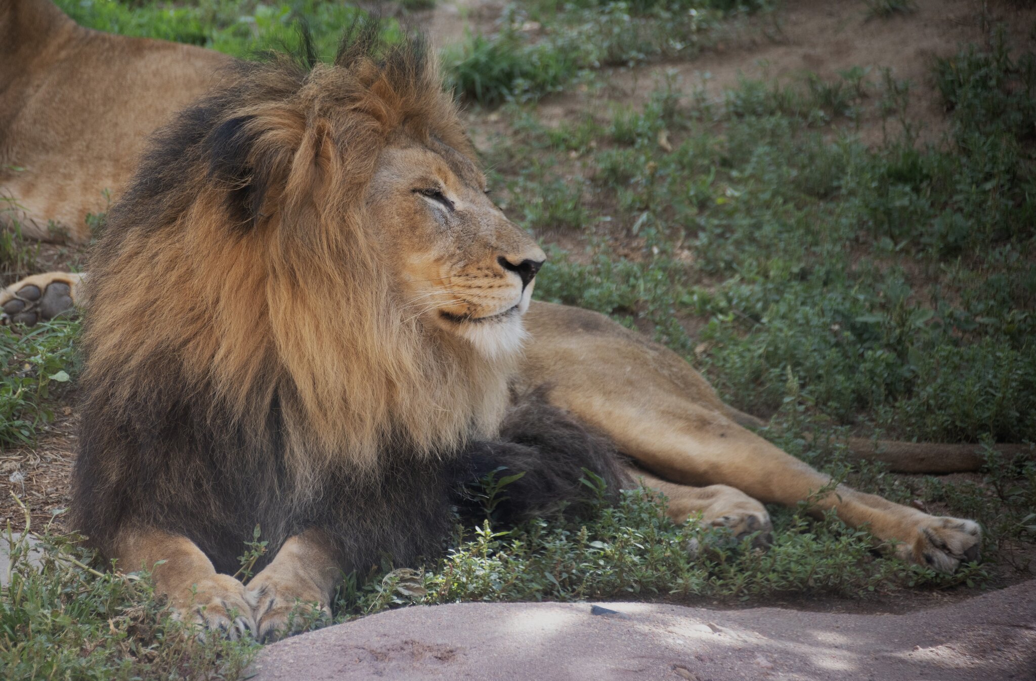 Male Lion at the Denver Zoo.jpg