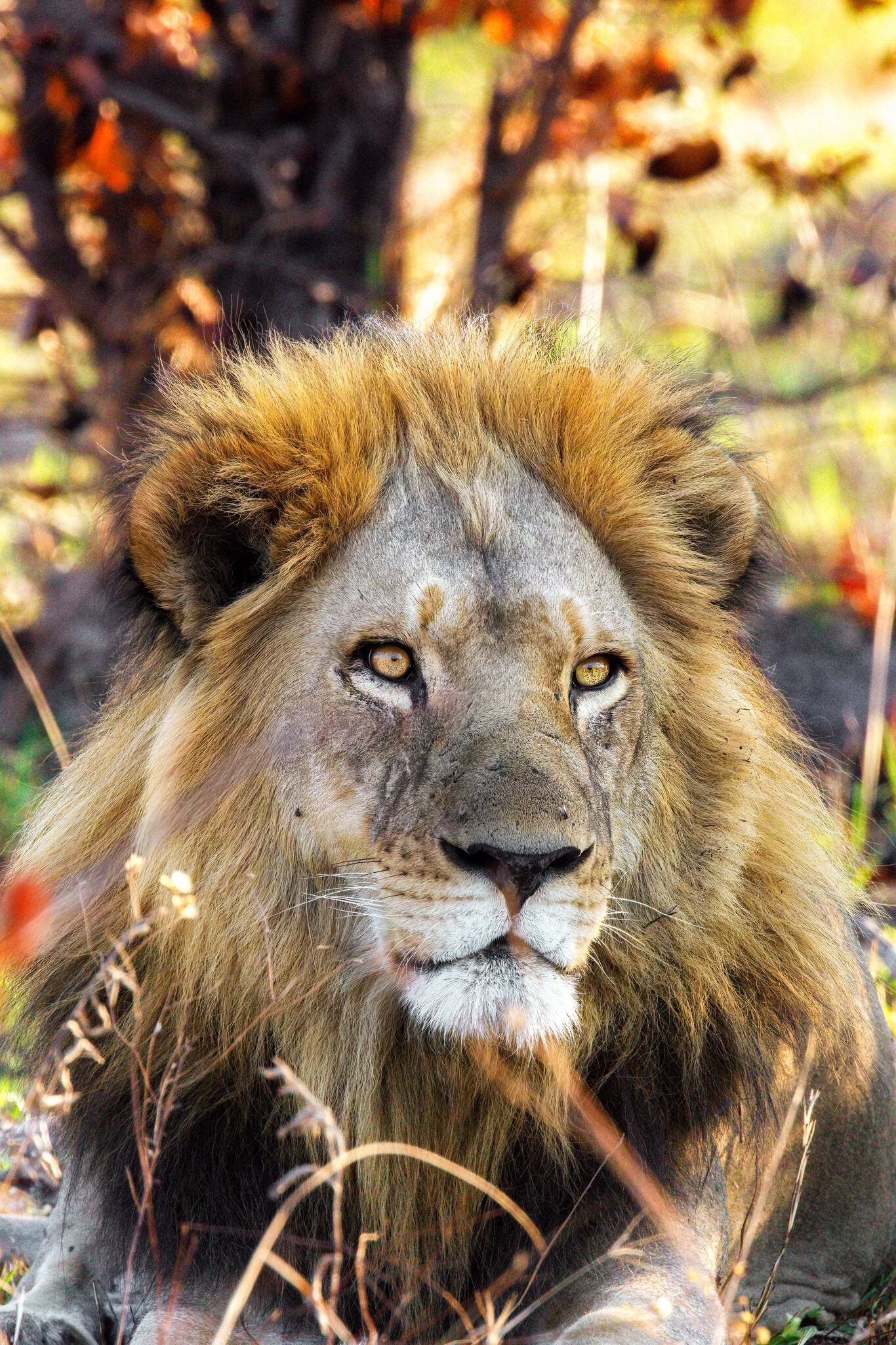 Male Lion Face.jpg