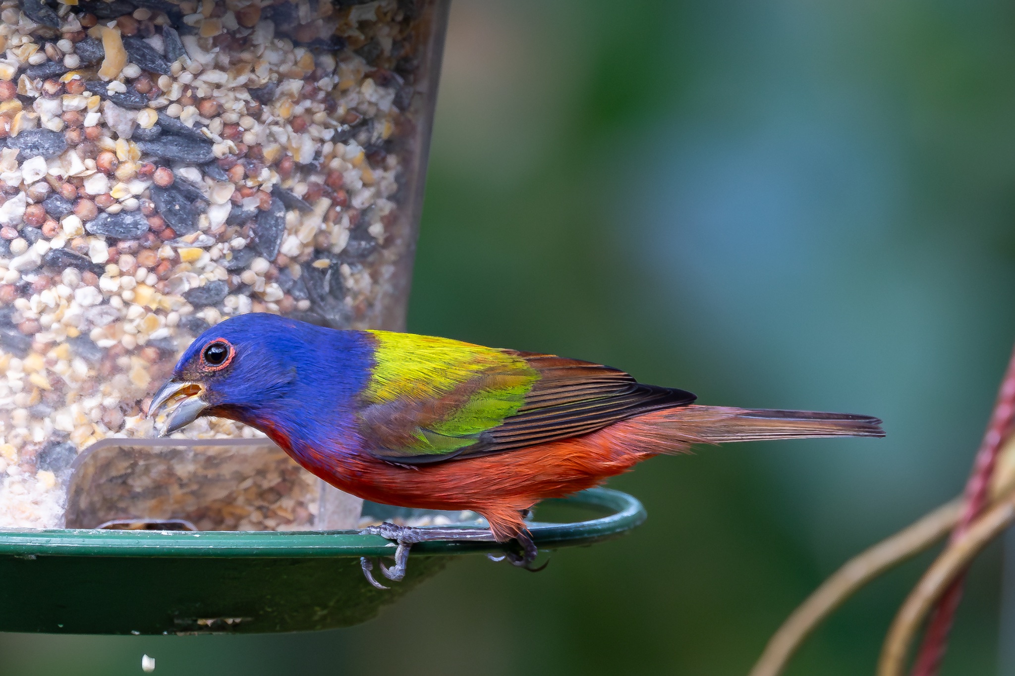 Male Painted Bunting-.jpg