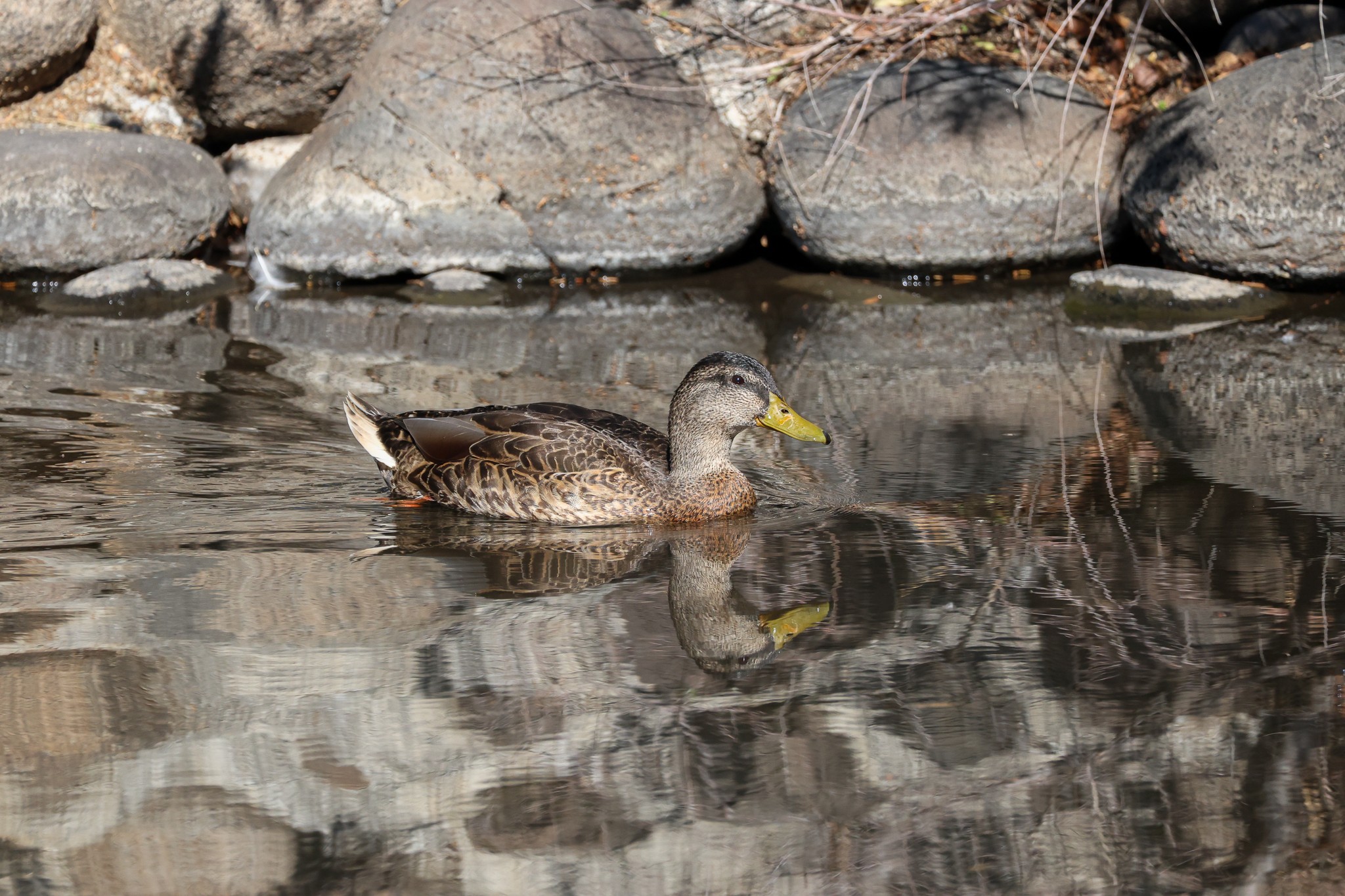 Mallard240726.jpg