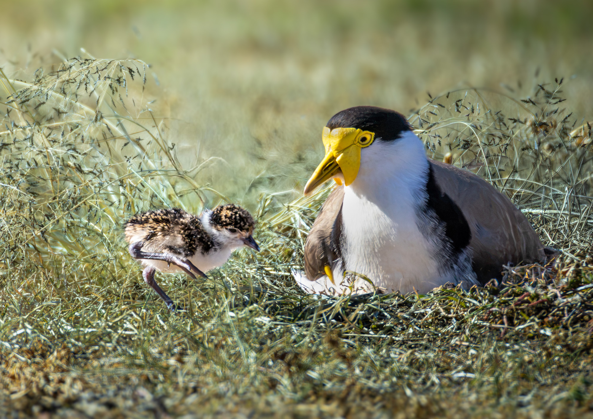 Masked Lapwing & Chick