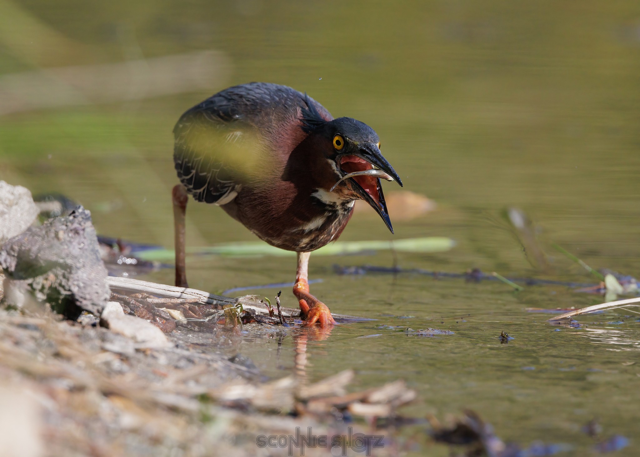 May10_23-WingraGreenHeron-90wr.jpeg