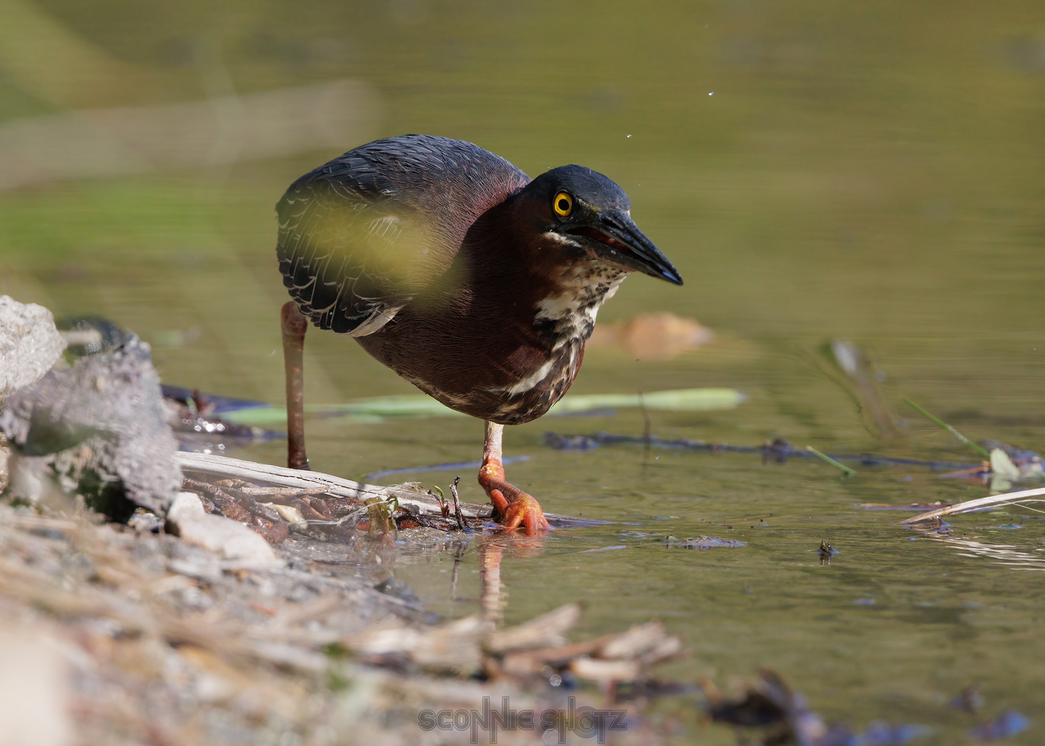 May10_23-WingraGreenHeron-96wr.jpeg