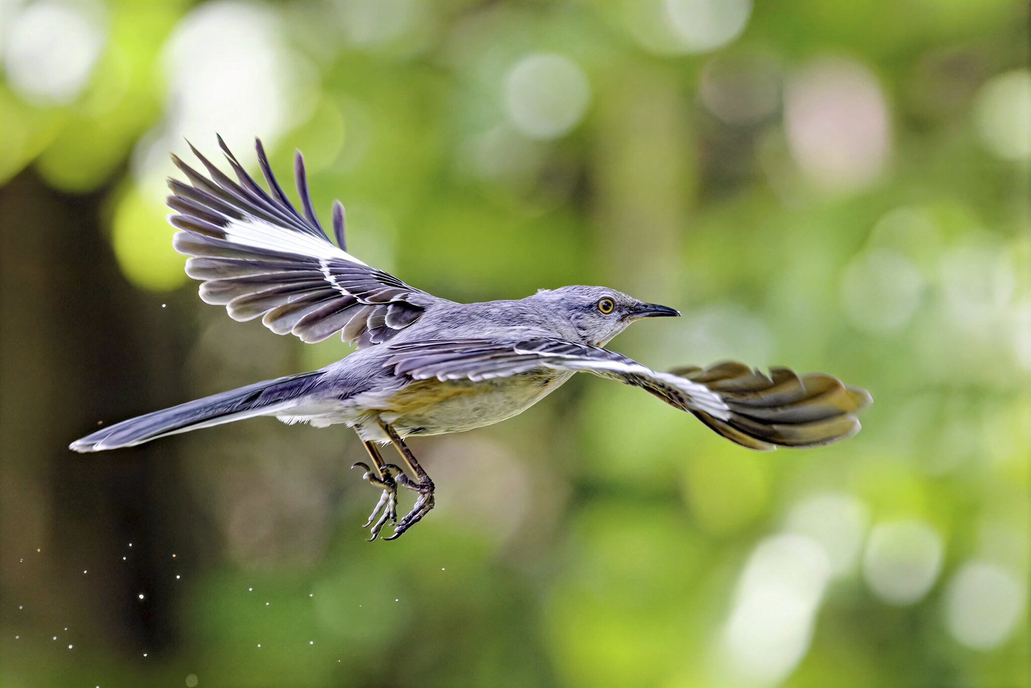 MBird3.jpg