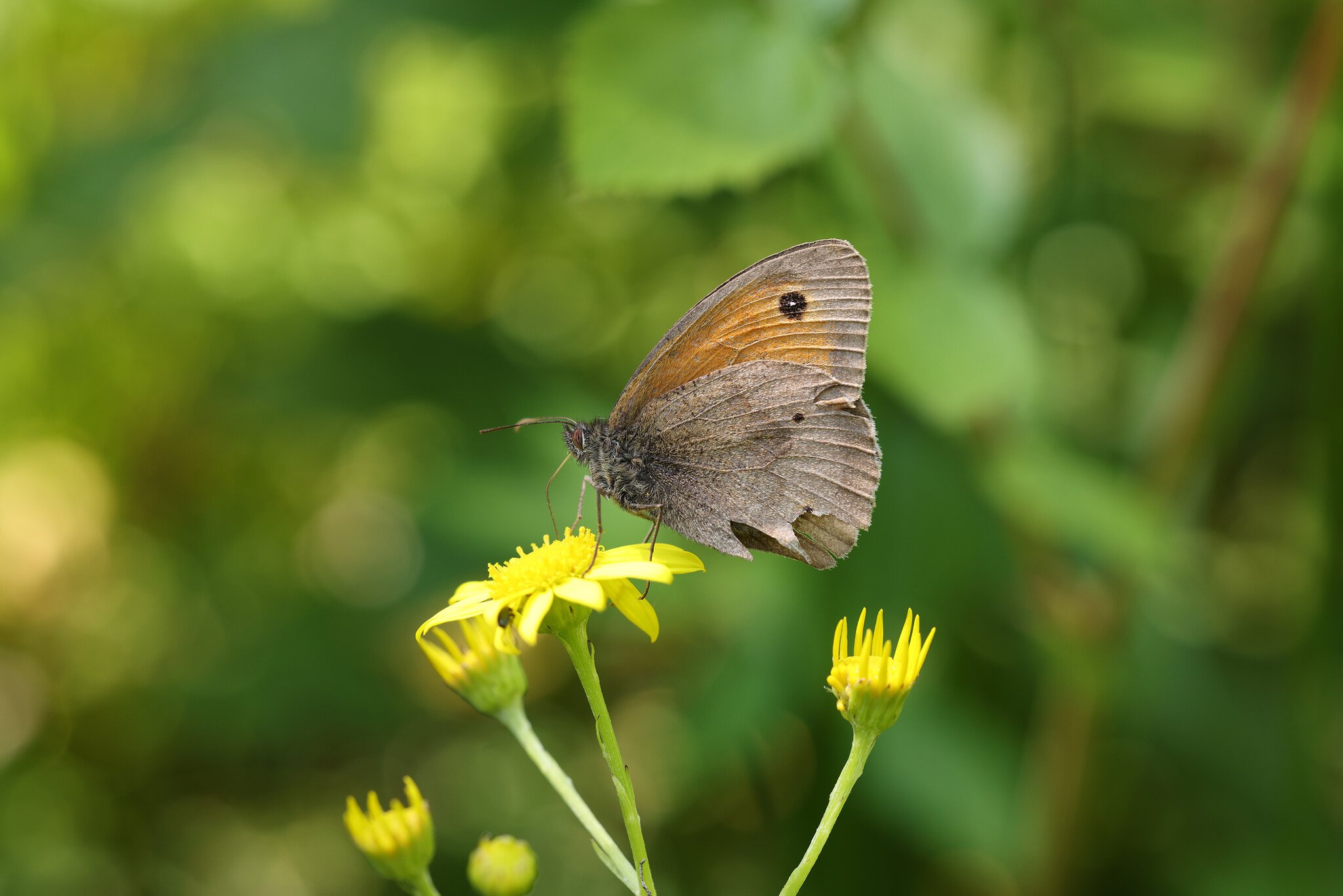 meadow-brown.jpg