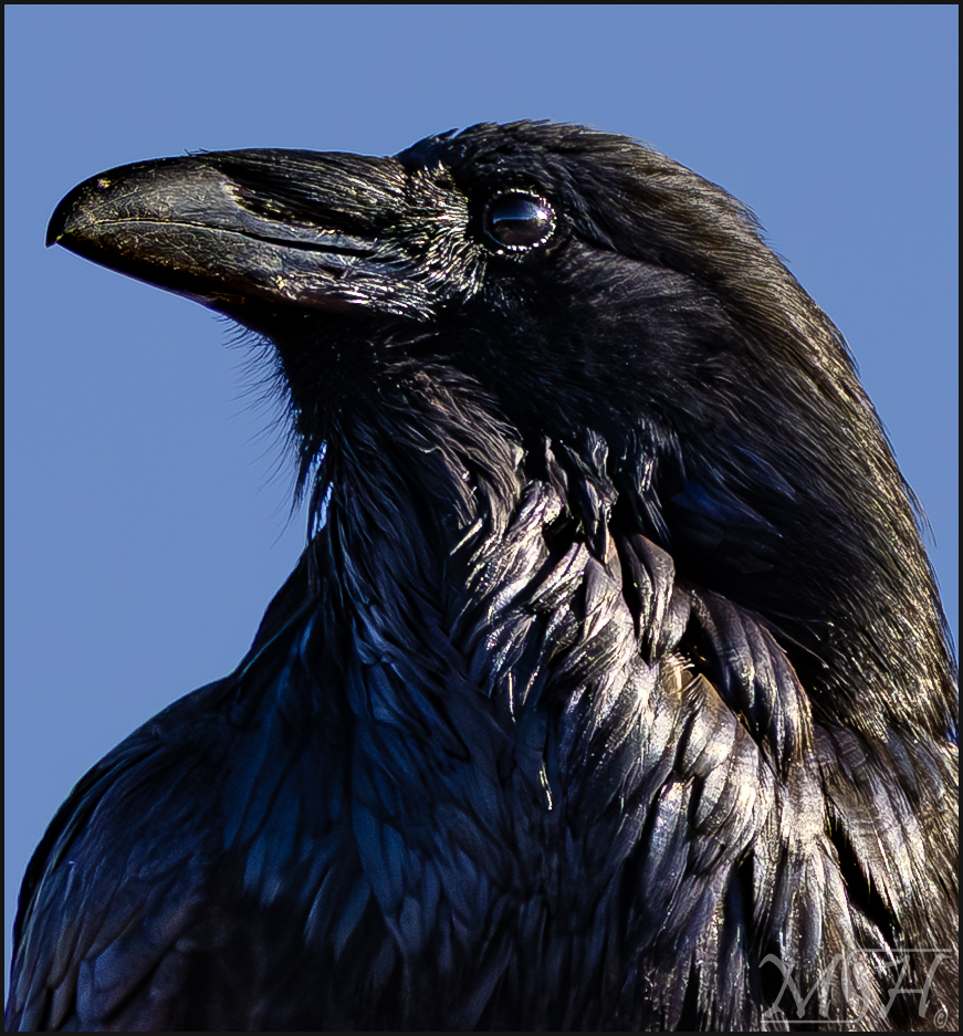 MHR55892 Portrait of a Crow.jpg