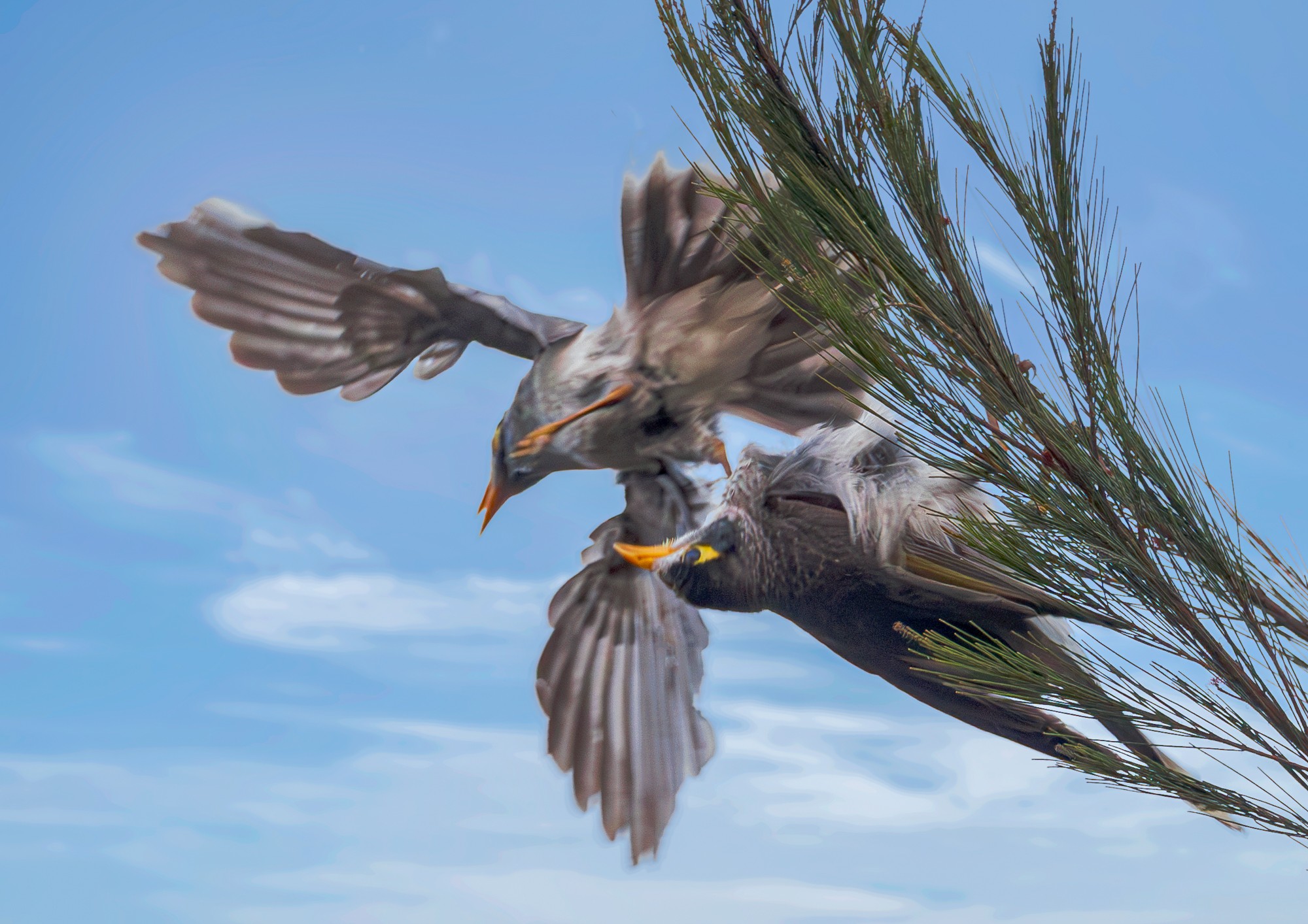 Noisy Miners : Manorina melanocephala