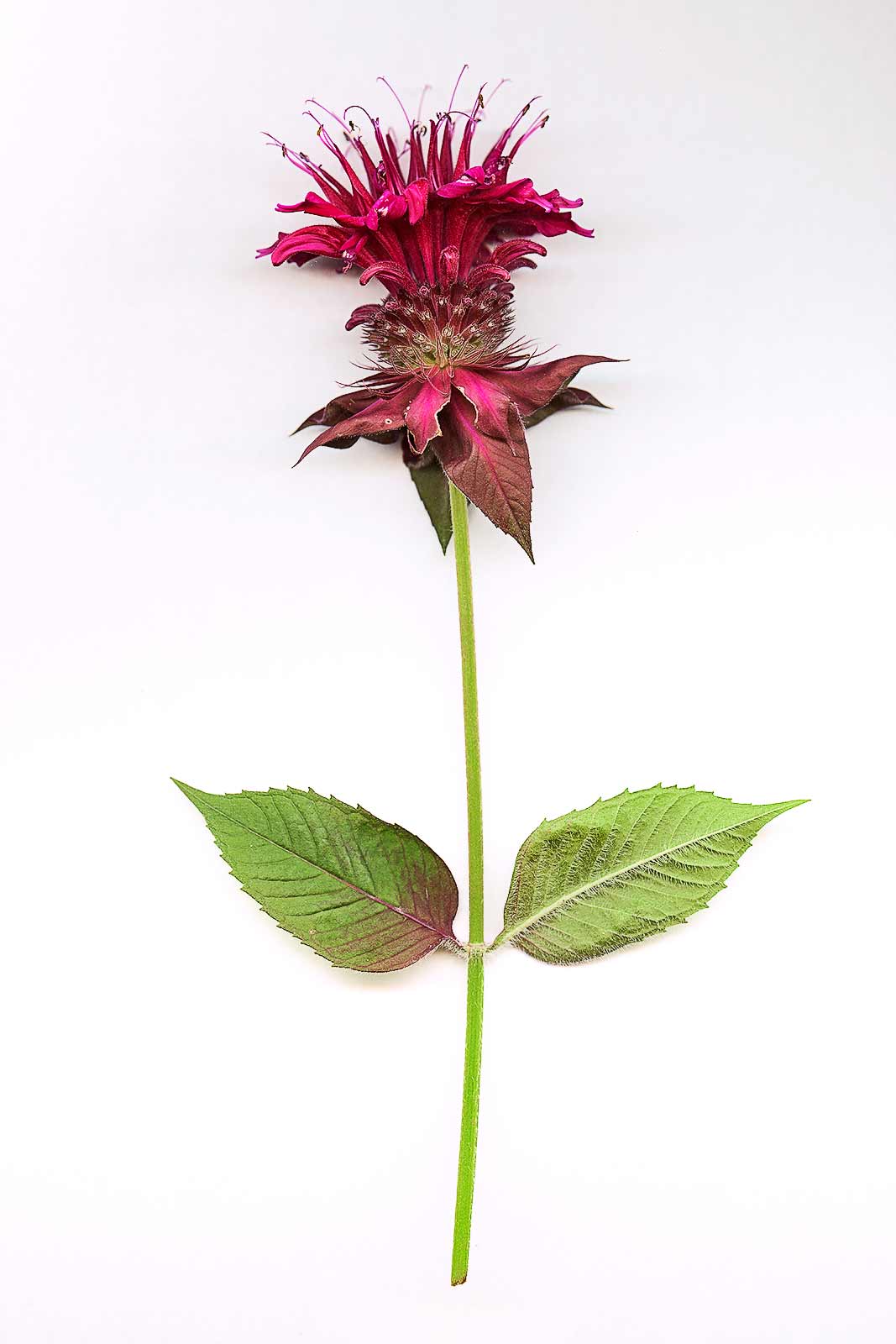 Monarda-0007.jpg