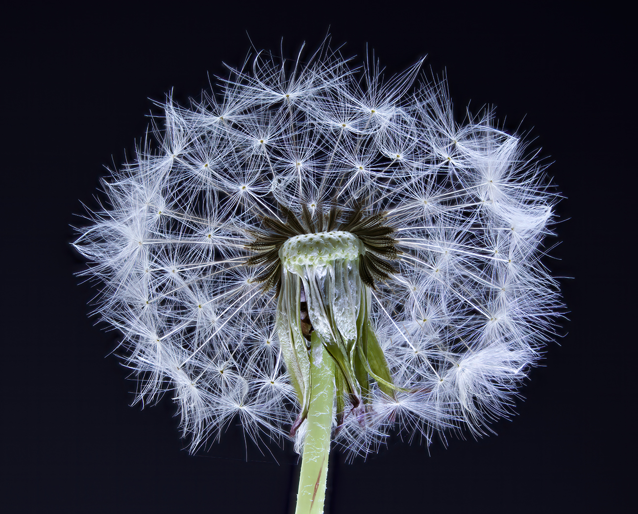 [mp] Easter Dandelion.jpg