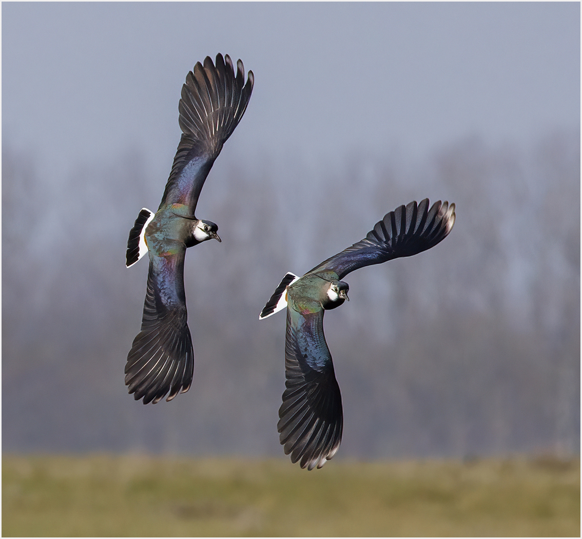 [mp] Lapwings s.jpg