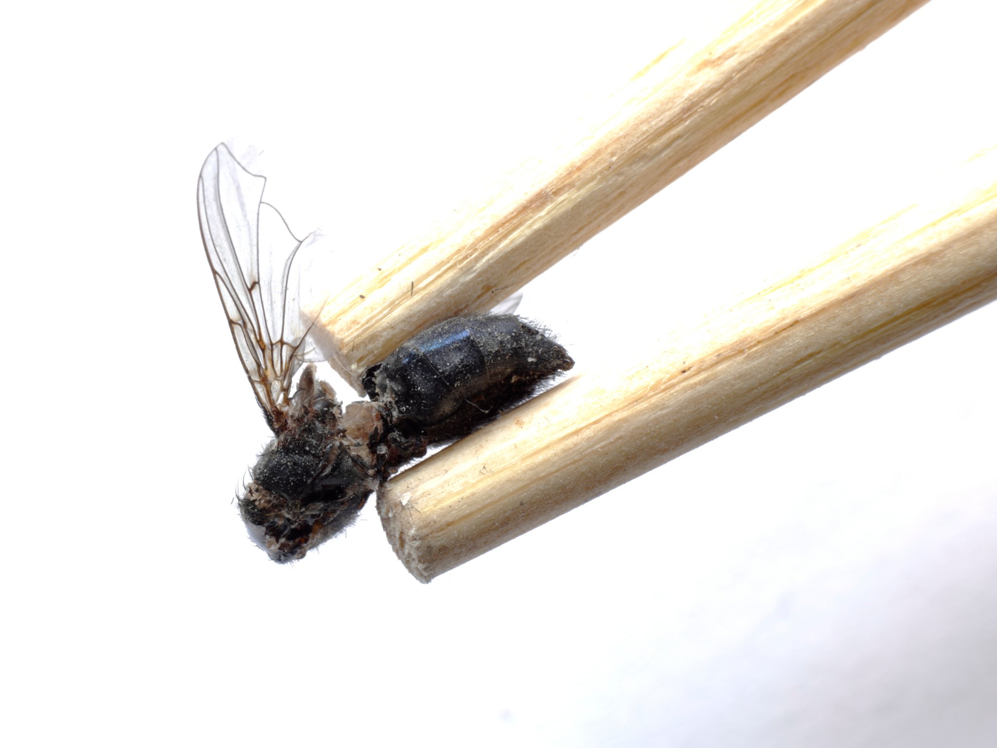 Mr. Miyagi's Chopsticks.JPG