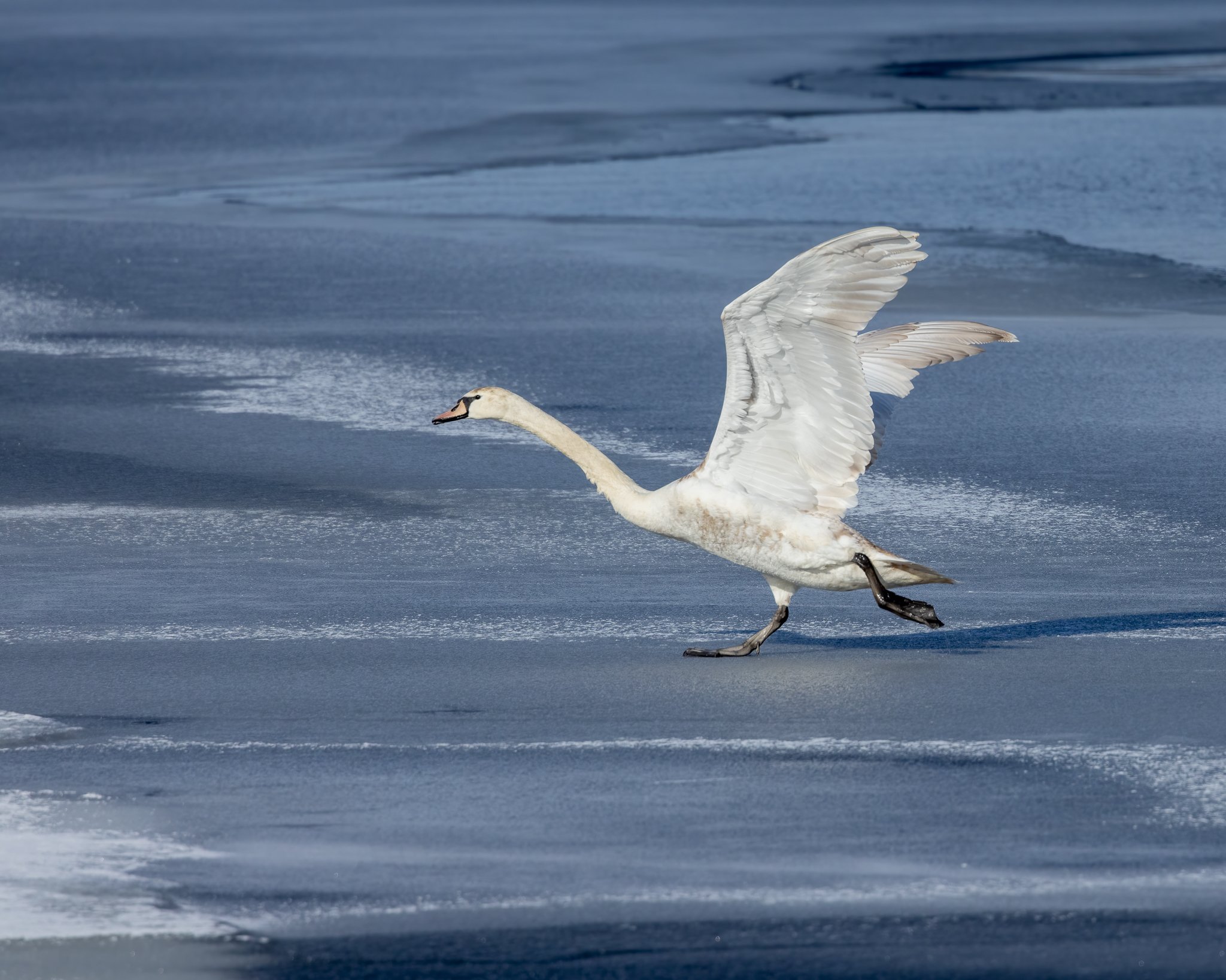Mute Swan running across ice on lake.jpg