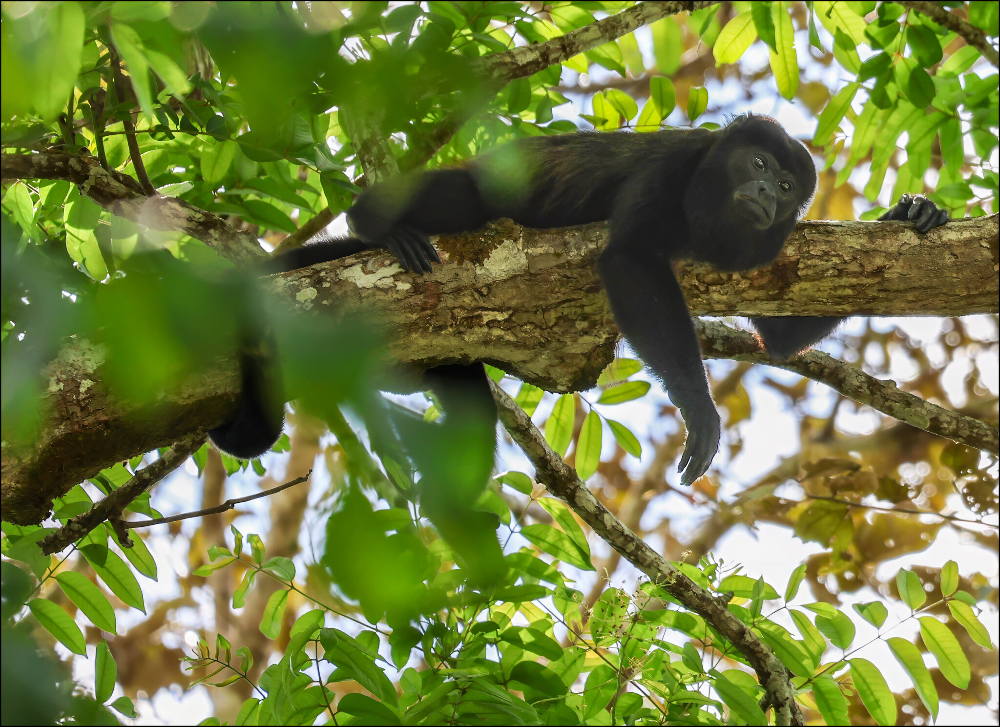 Napping Howler Monkey.jpg