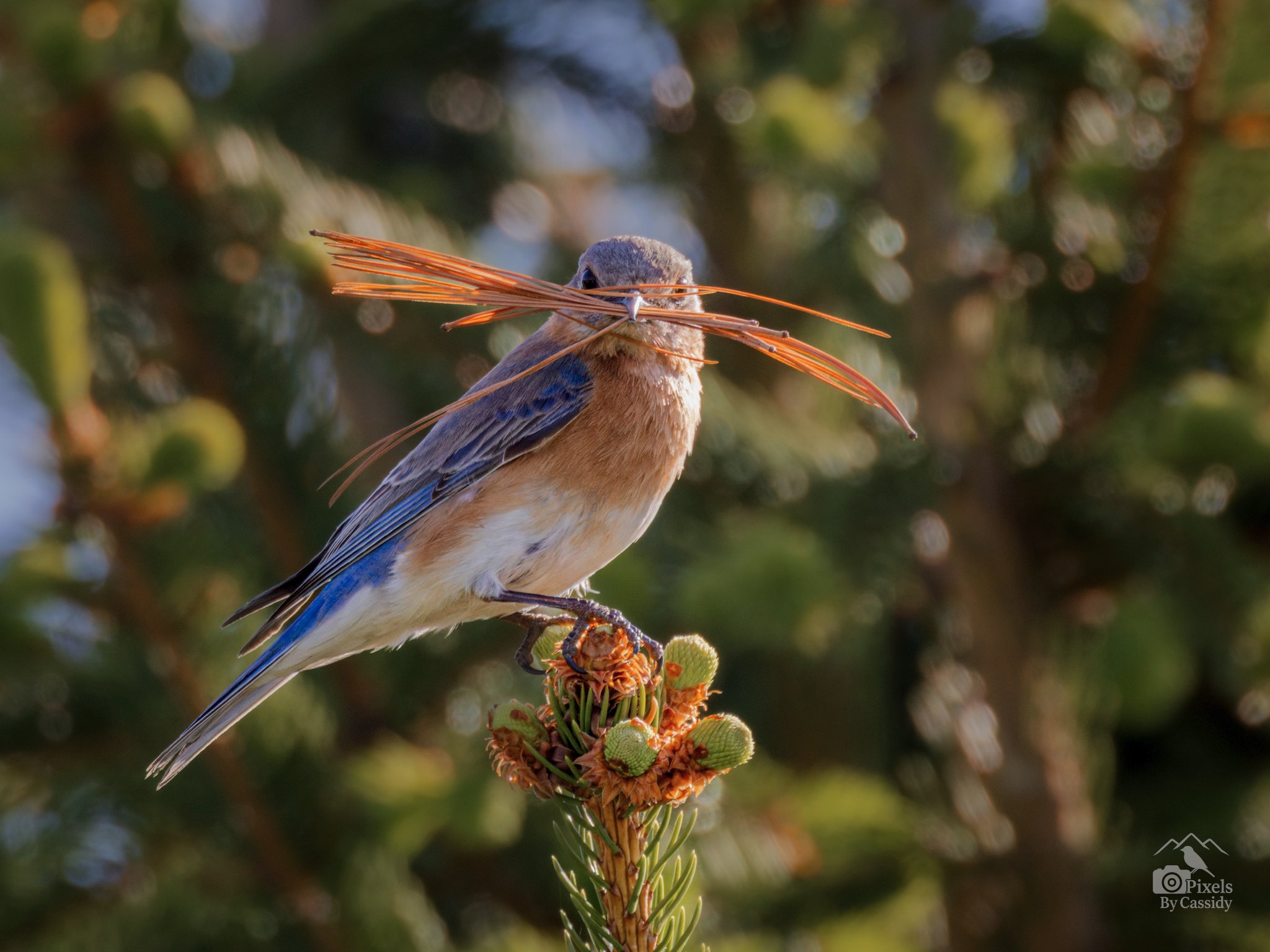 Nesting Bluebird-4.jpg