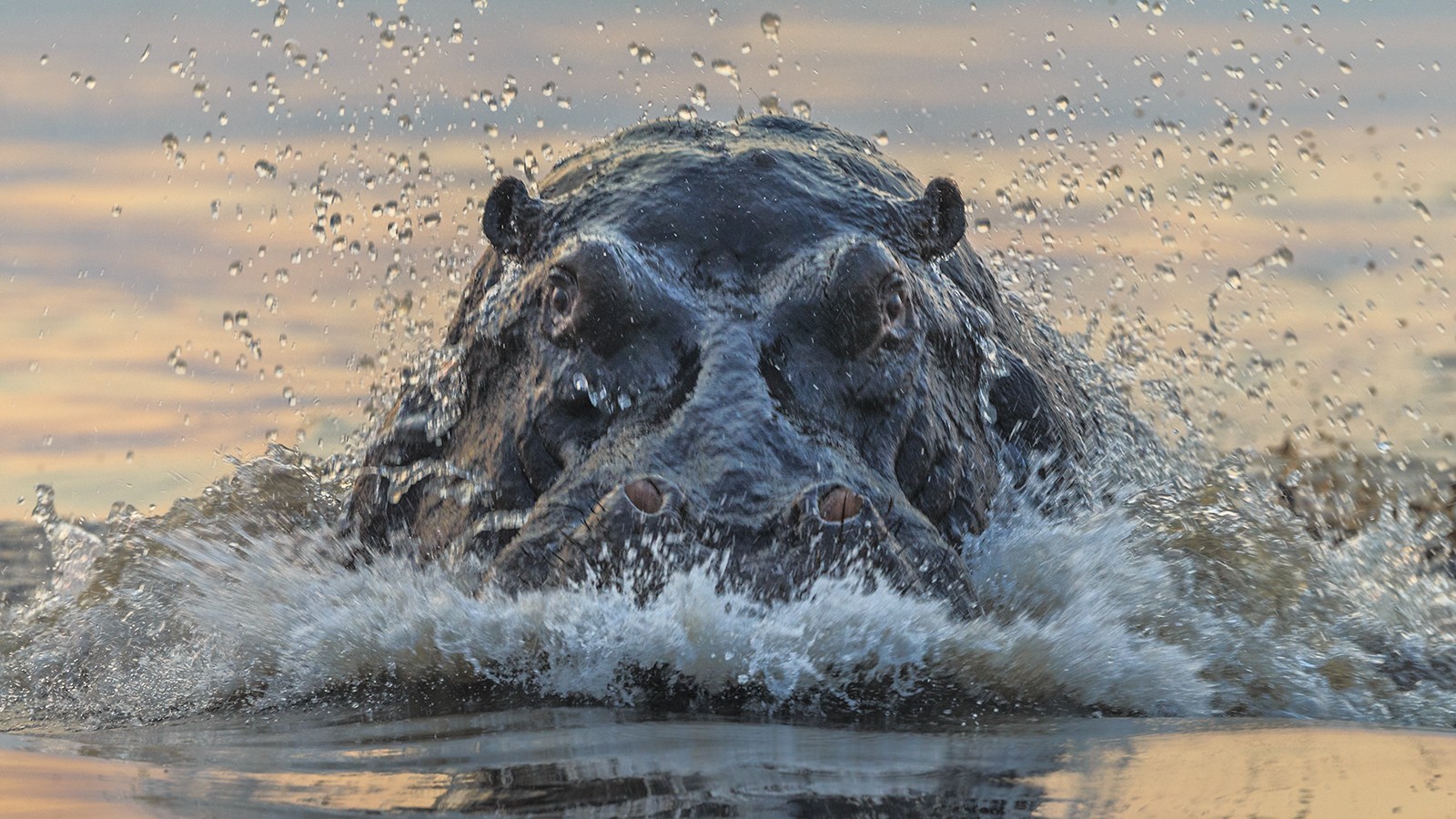 nijlpaard attack.jpg
