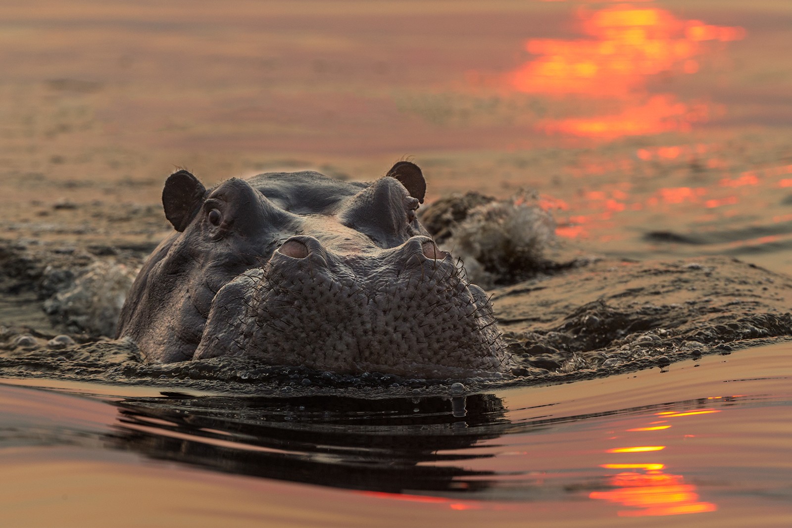 nijlpaard sunset.jpg