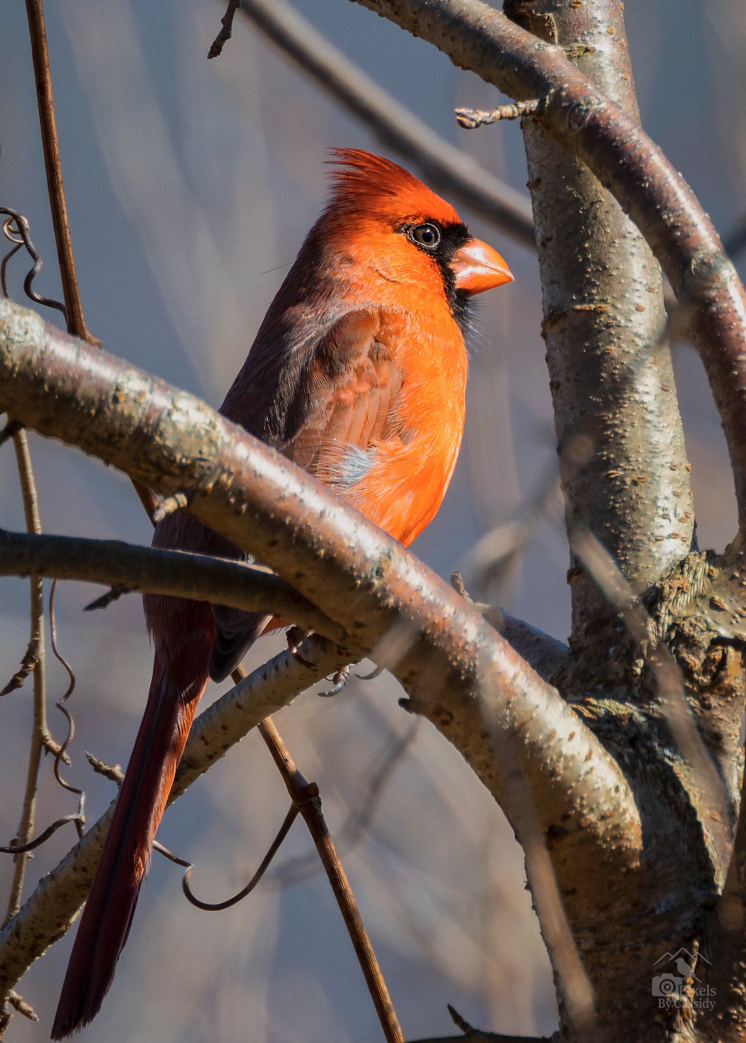 Northern Cardinal - Bald Eagle State Park-5.jpg