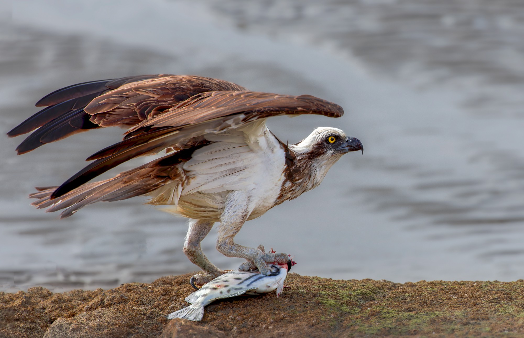 osprey-2023-10-08-090212-f.jpg