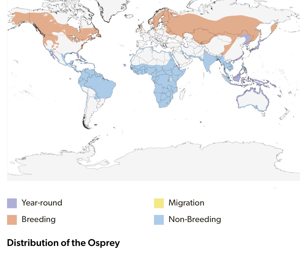 Osprey Distribution : Birds of the World