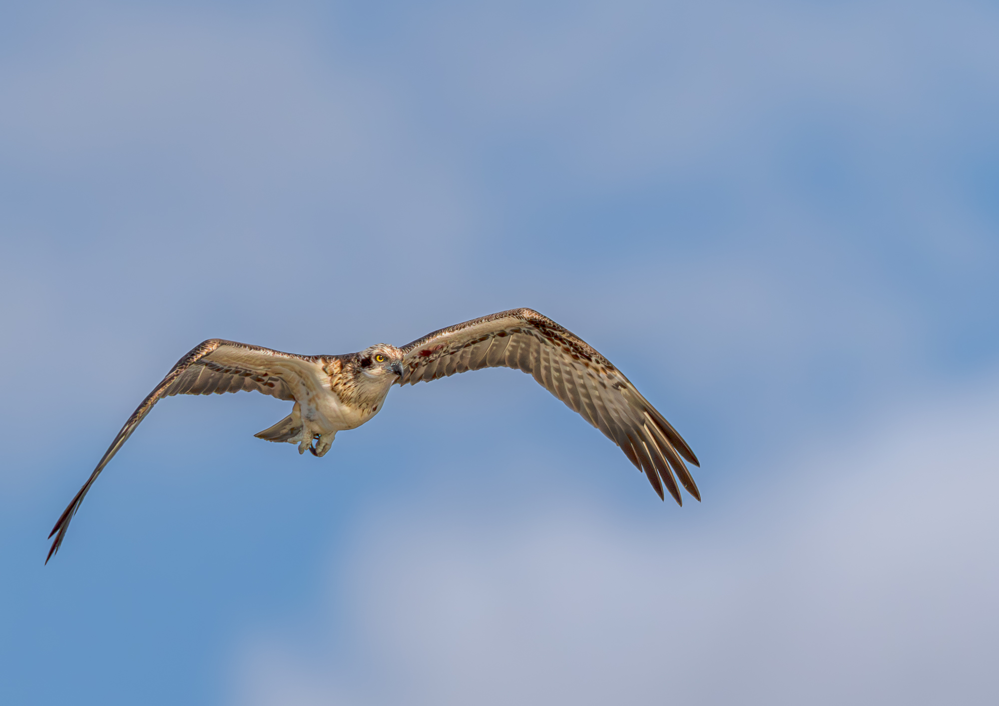 Osprey