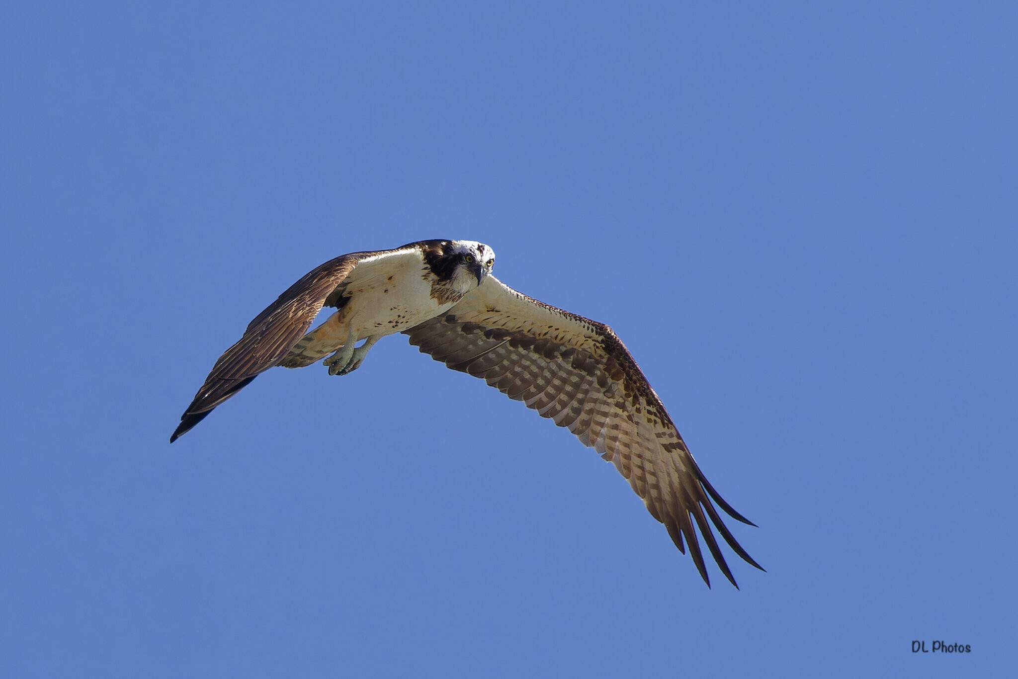 osprey1.jpg