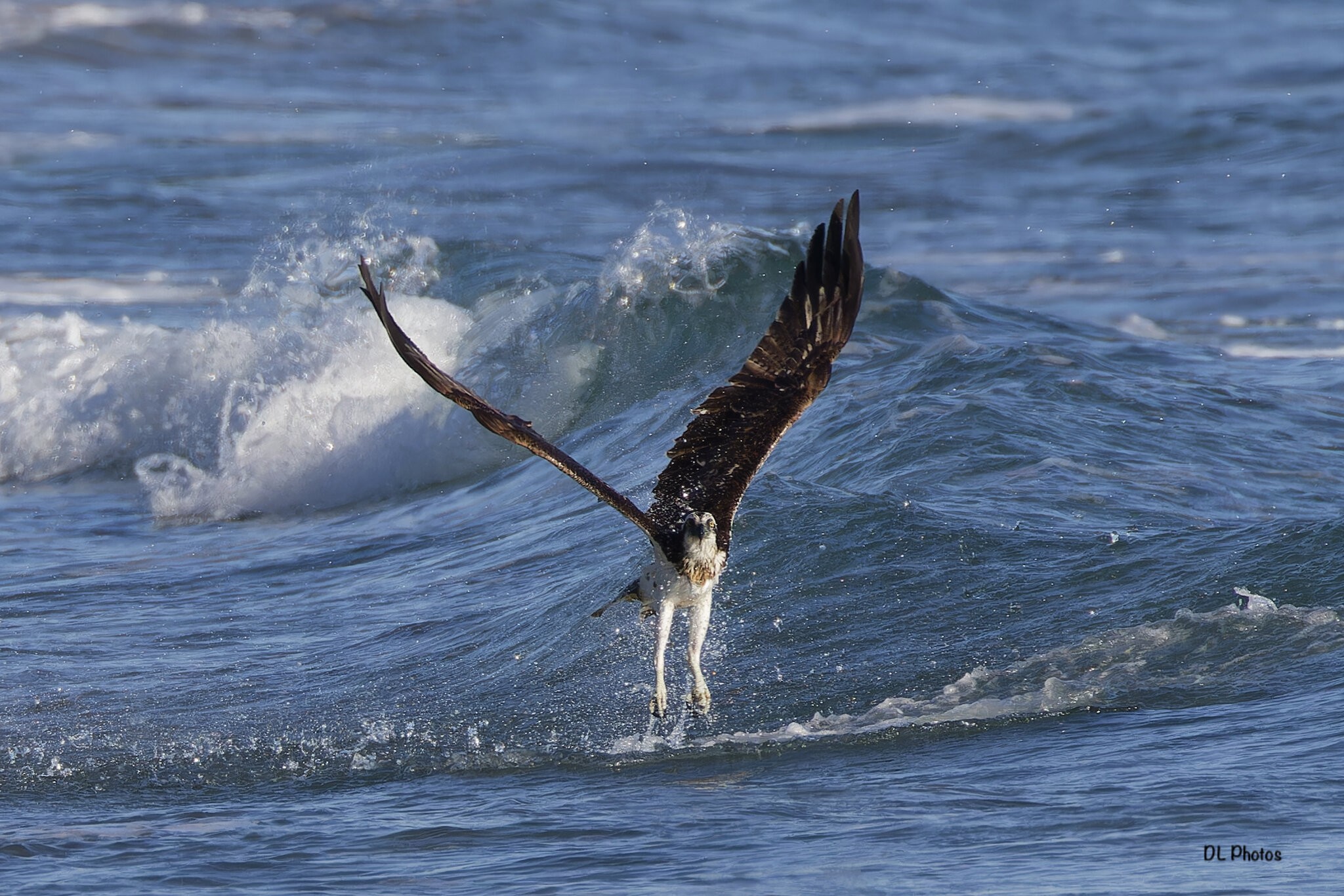 osprey5.jpg