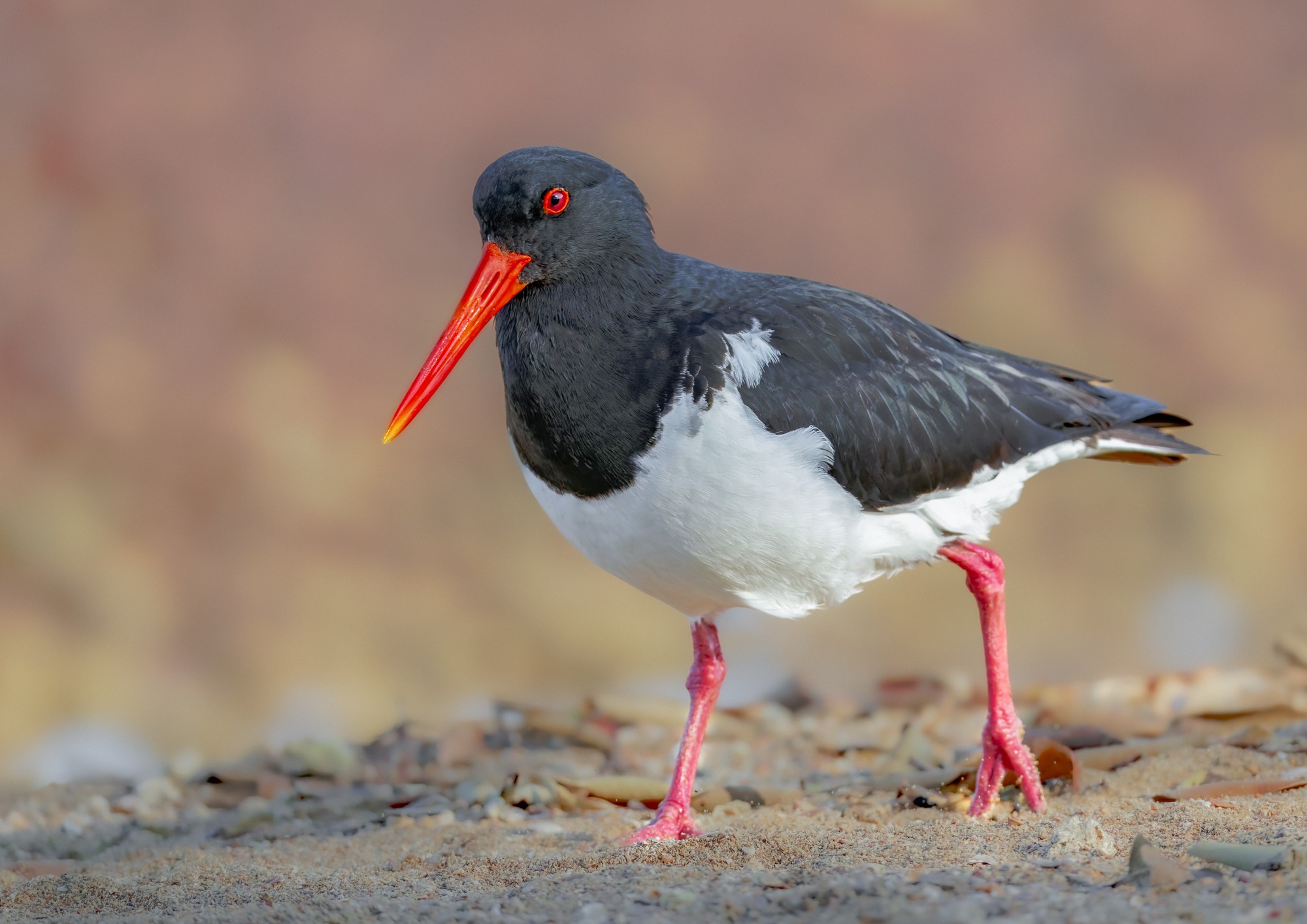 Pied Oystercatcher : Catostylus mosaicus