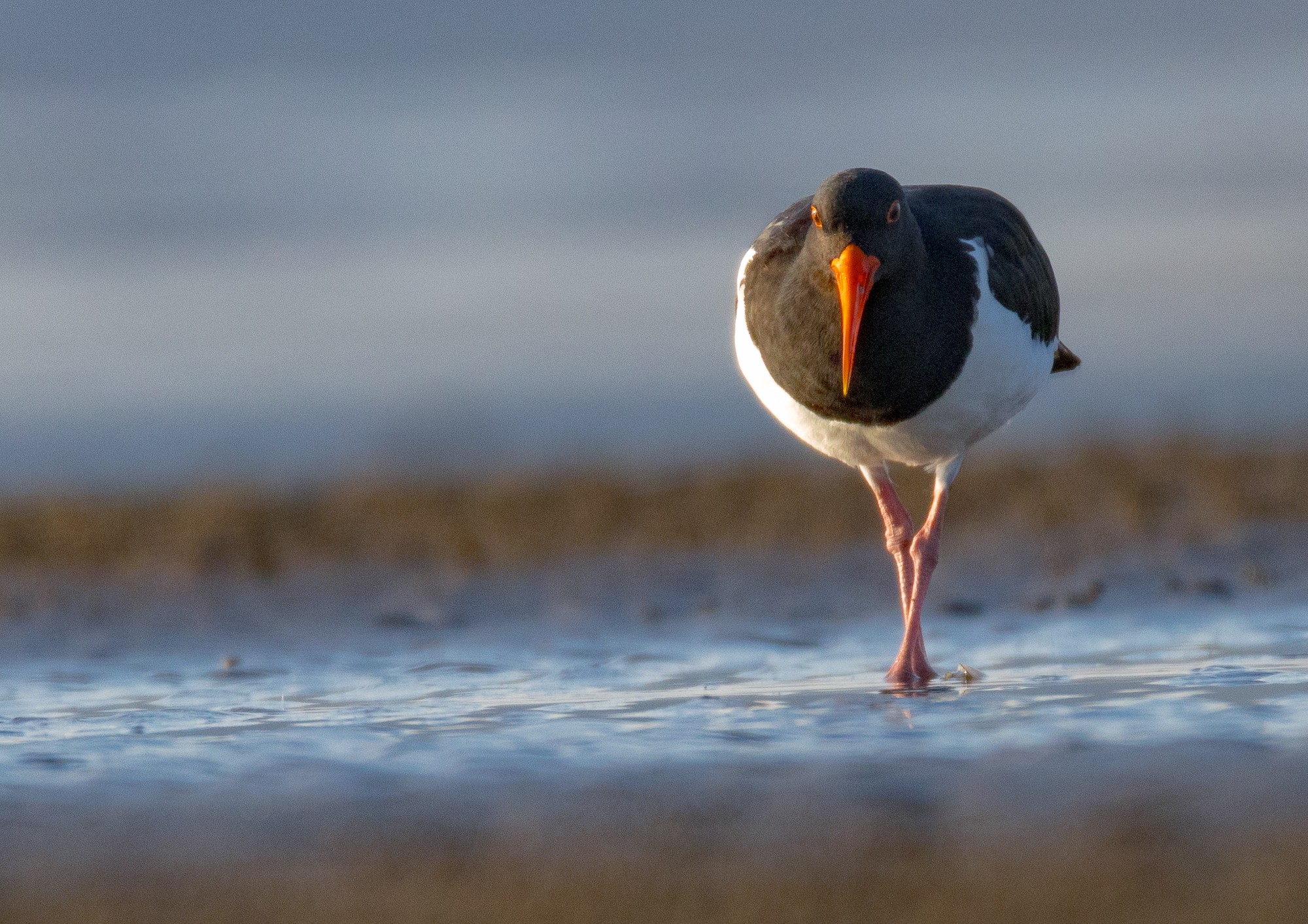 Pied Oystercatcher : Haematopus longirostris