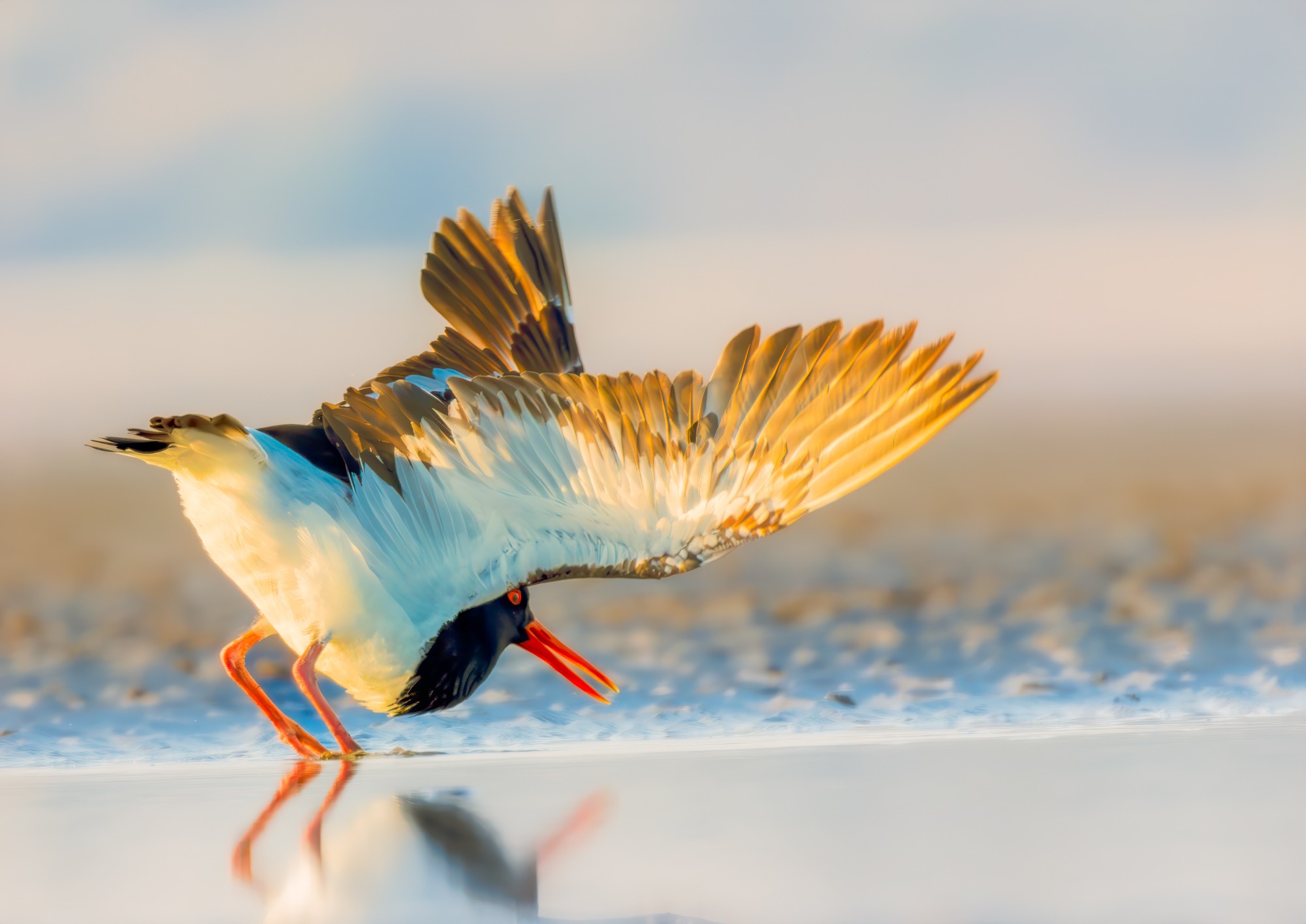 Pied Oystercatcher : Moreton Bay, Brisbane