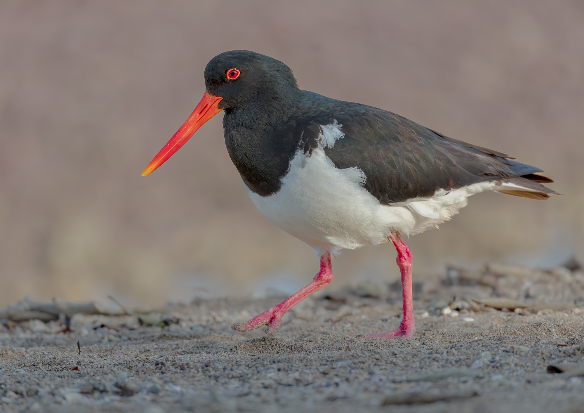 Pied Oystercatcher : King Island, Moreton Bay