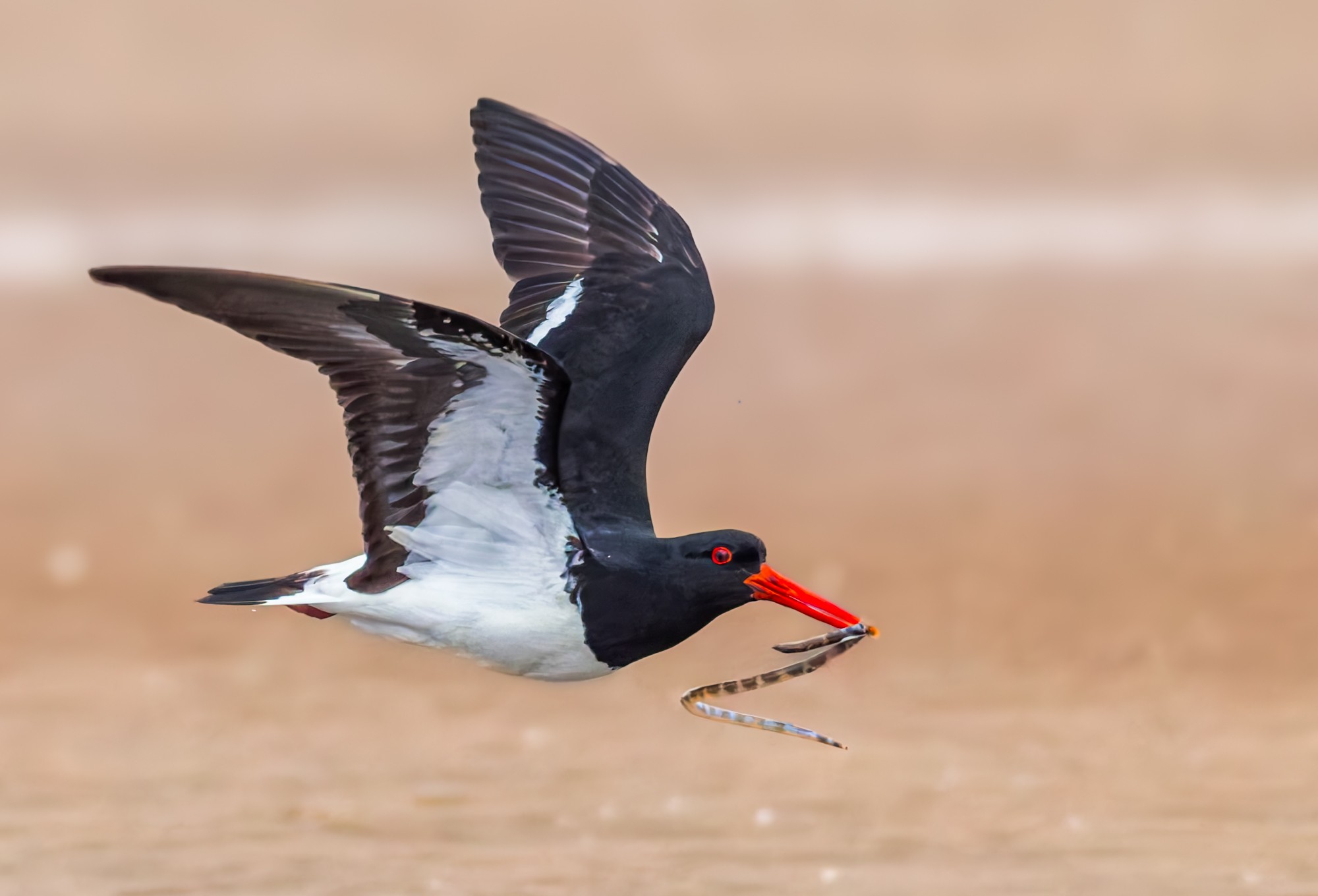 Pied Oystercatcher & Elegant Sea Snake