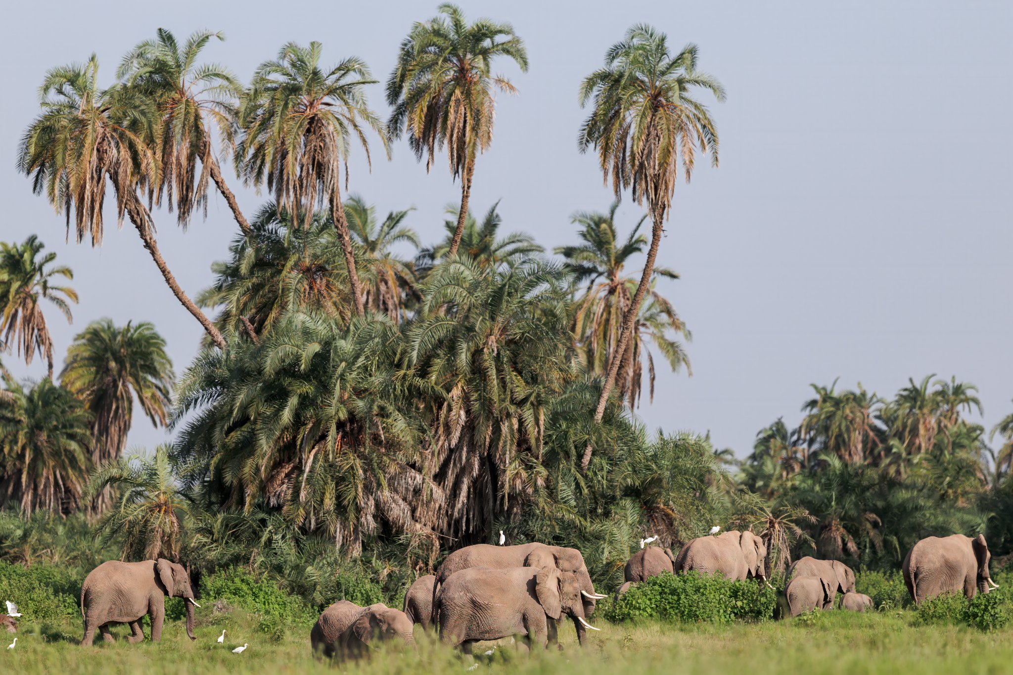 Palm Grove in Amboseli Kenya 2.jpg