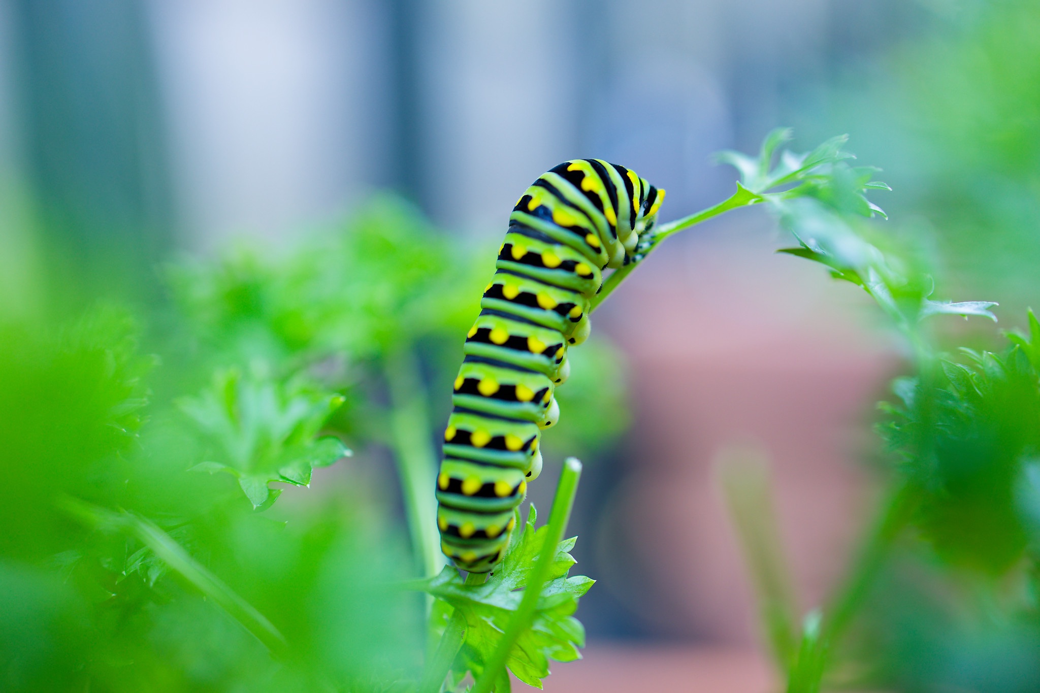 Parsley Caterpillar back.jpg